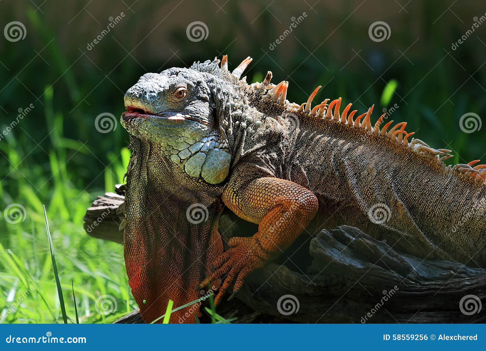 Portrait of colorful iguana in backlight