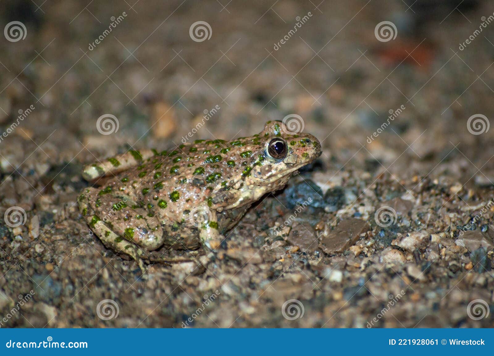 portrait of a common parsley frog in the ground