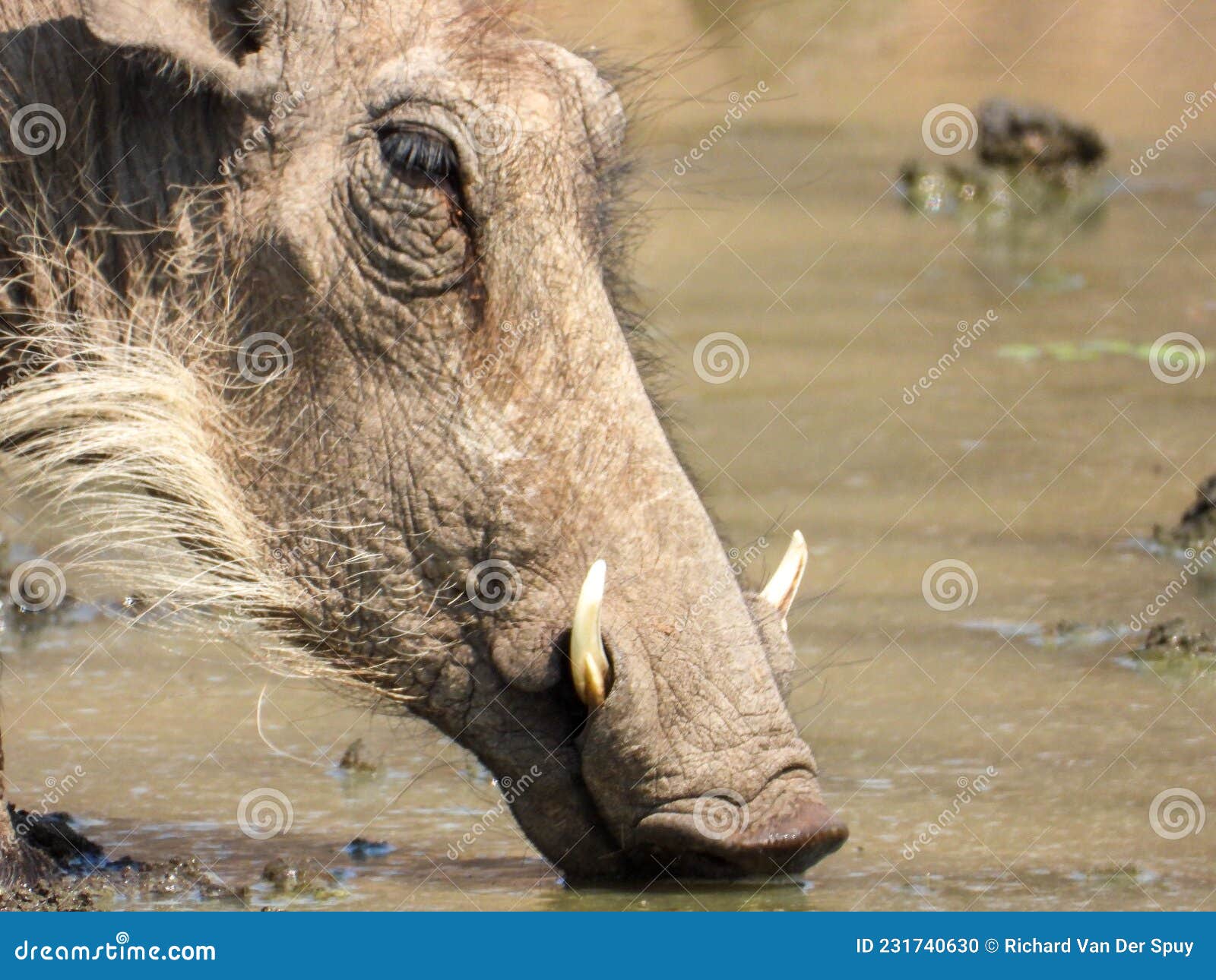 portrait of a common warthog