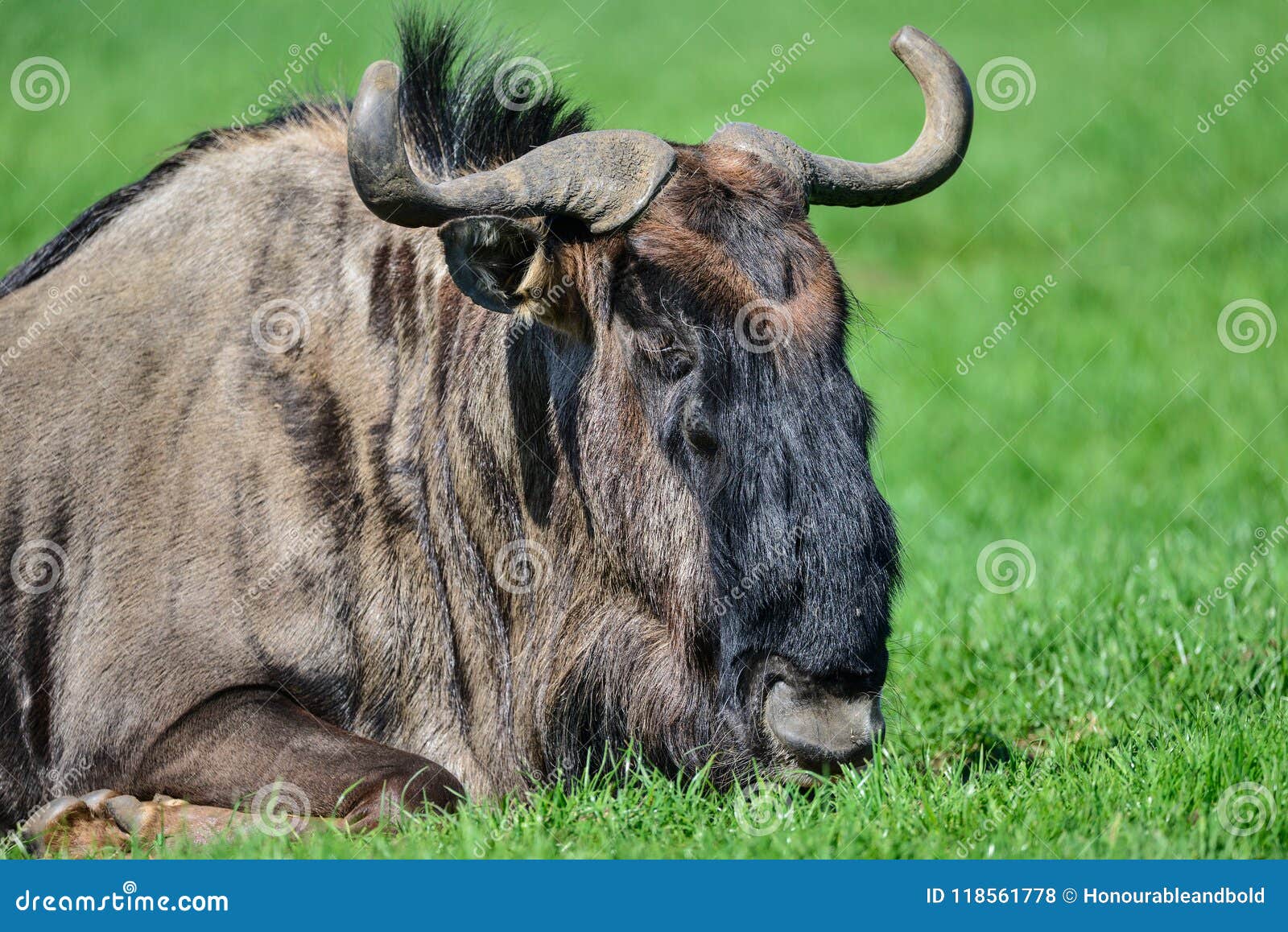 portrait of common wildebeest connochaetes alcelaphine bovidae l