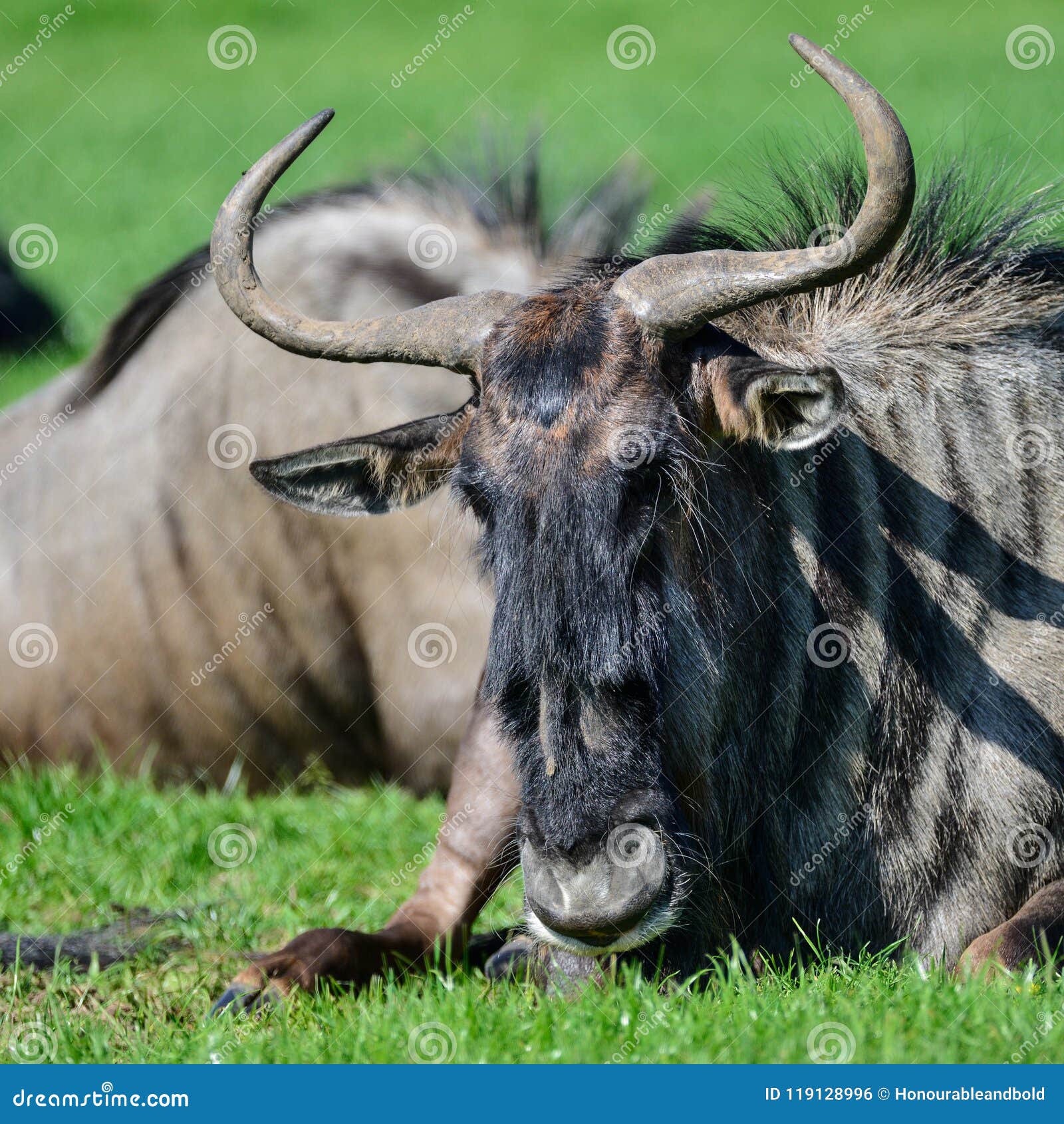 portrait of common wildebeest connochaetes alcelaphine bovidae l