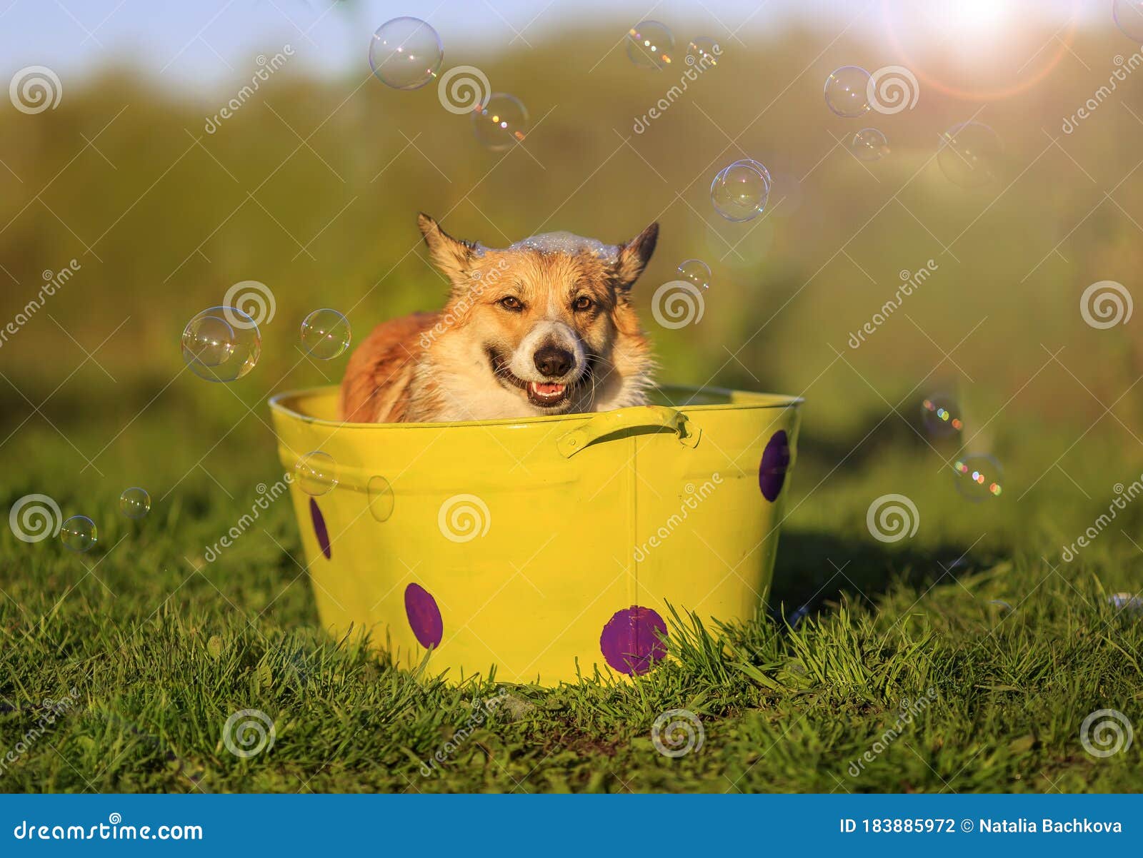 Portrait of a Corgi Dog in a Trough with Soapy Water on the Grass in a ...