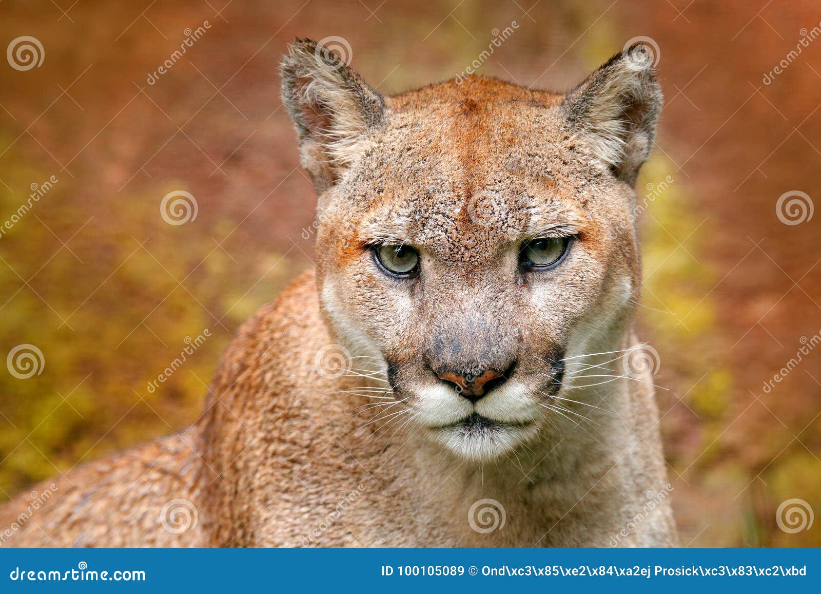 eastern puma habitat