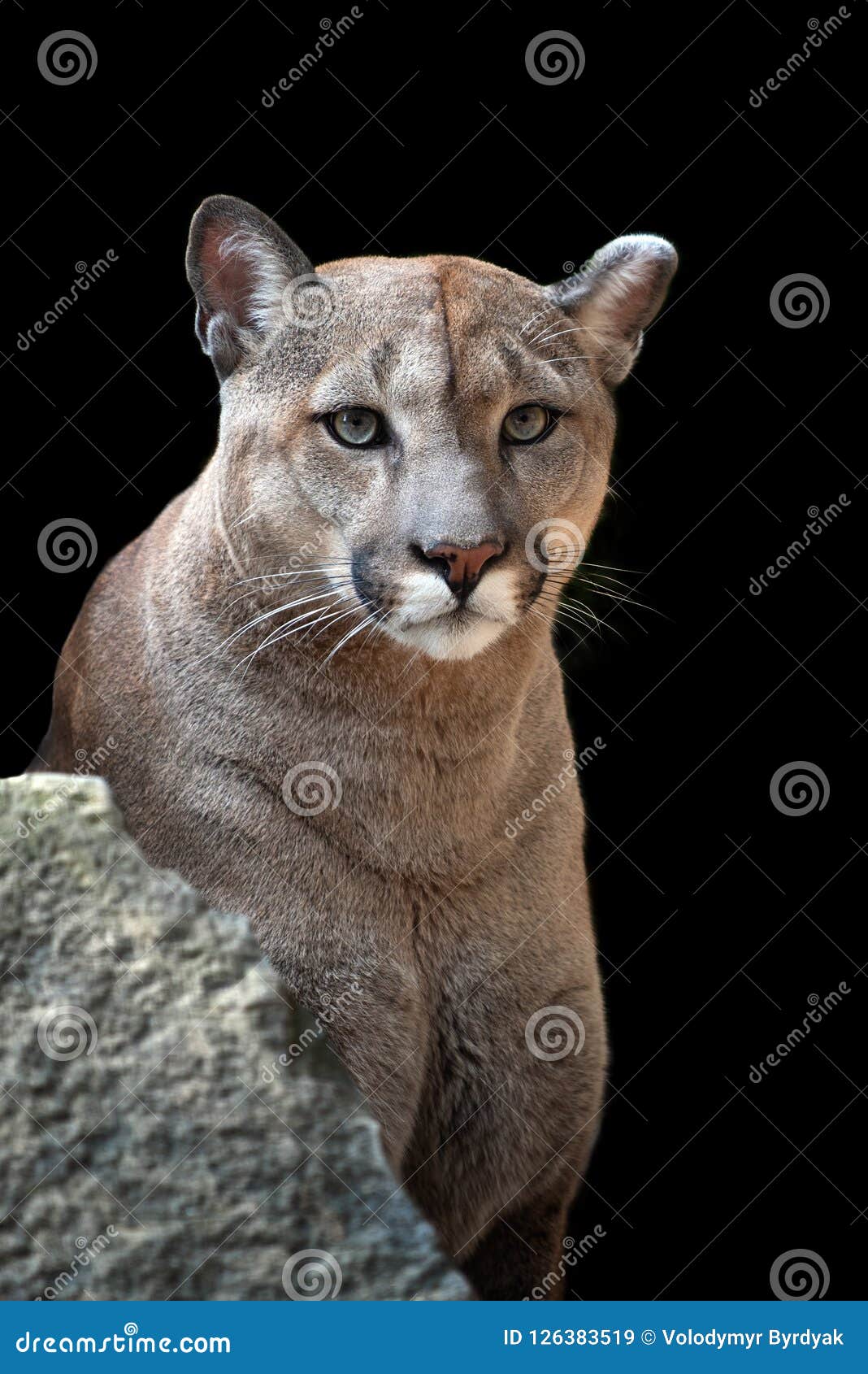 un puma