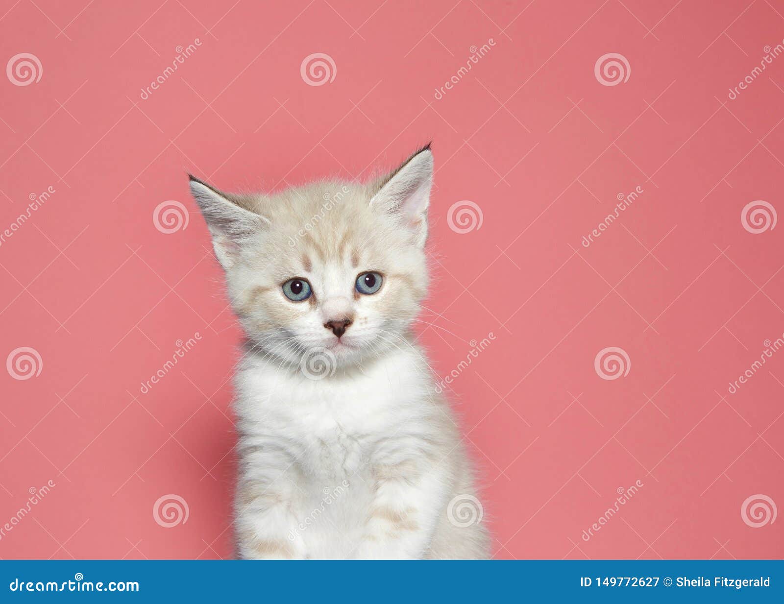 Portrait Of A Cream Colored Tabby Kitten With Worried Expression Stock Image - Image of cream, beautiful: 149772627 Portrait Of A Cream Colored Tabby Kitten With Worried Expression Stock Image - Image of cream, beautiful: 149772627