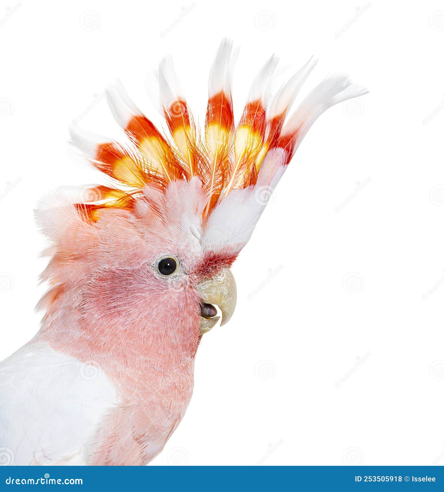 portrait of a crest spread major mitchell`s cockatoo