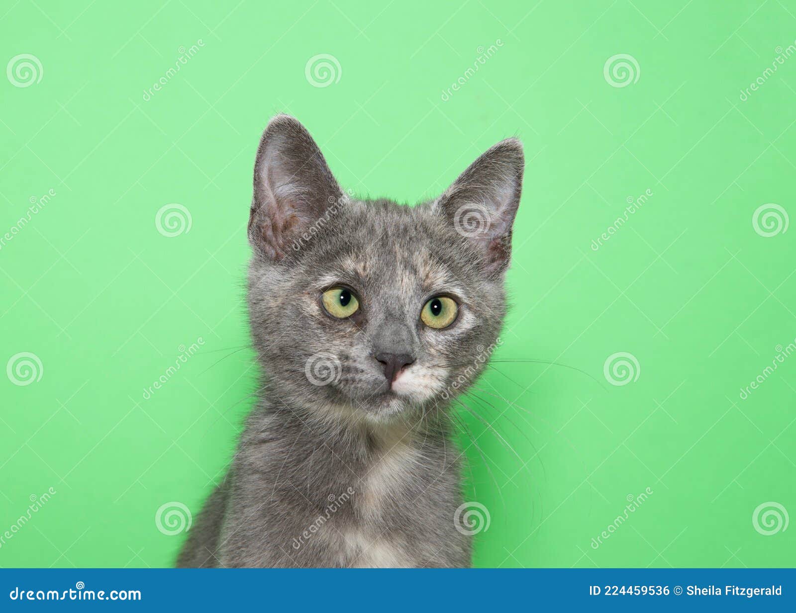 portrait of a cross eyed kitten on green background