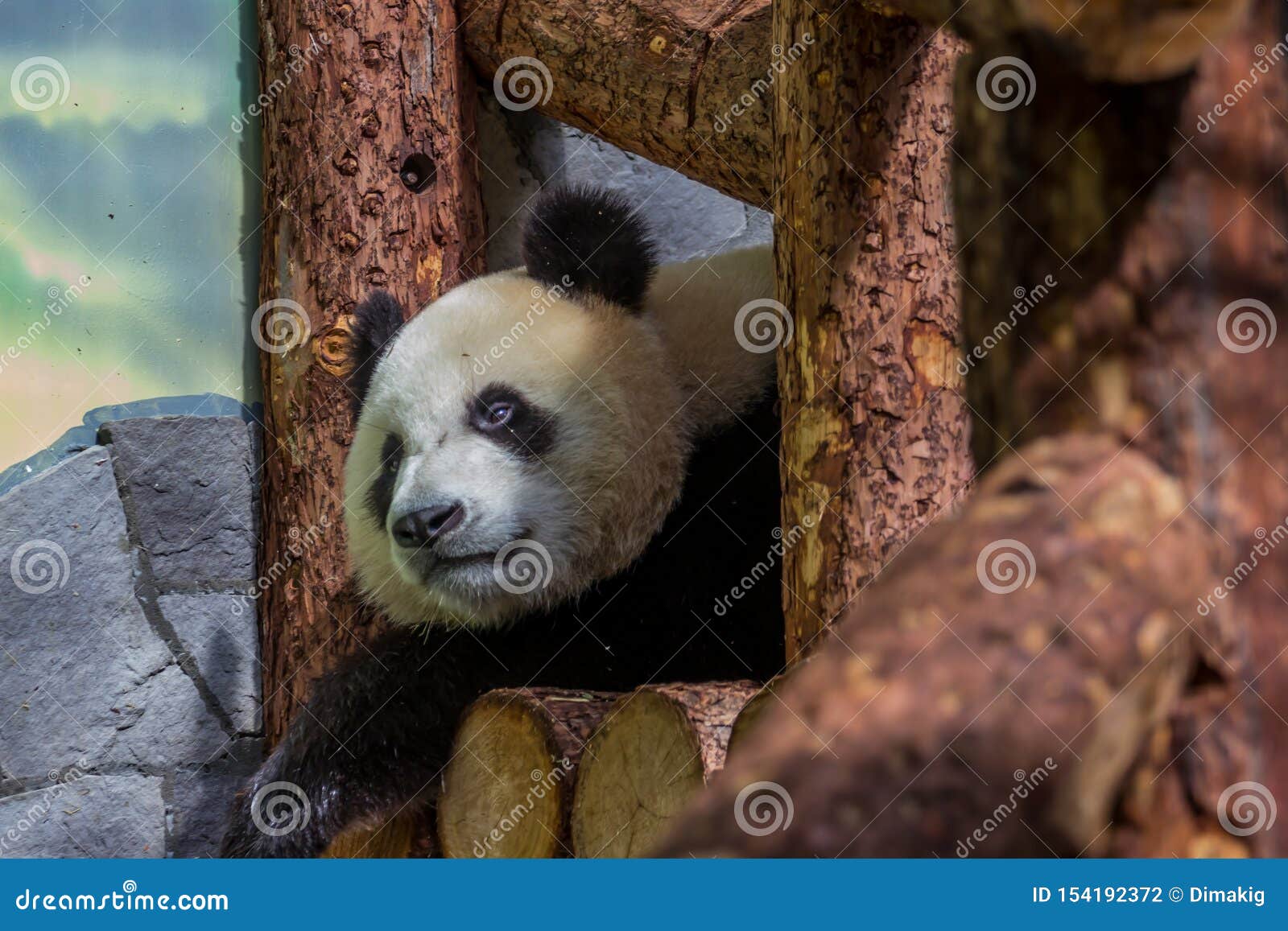 Portrait of Cub of Panda Bear Close Up. Cute Animals of the World Stock  Photo - Image of bamboo, background: 154192372