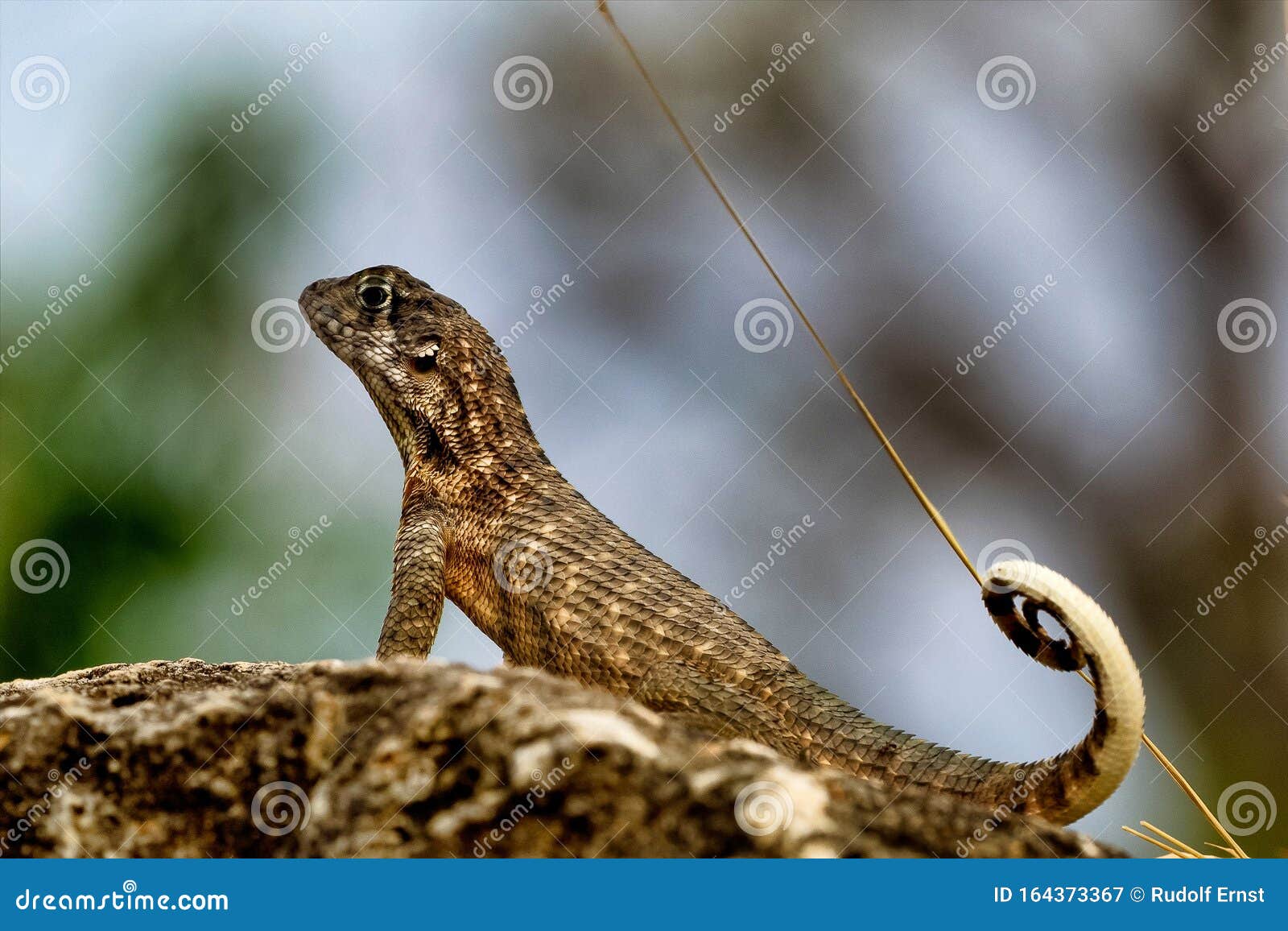 cuban curlytail lizard, leiocephalus cubensis taken in trinidad, cuba.