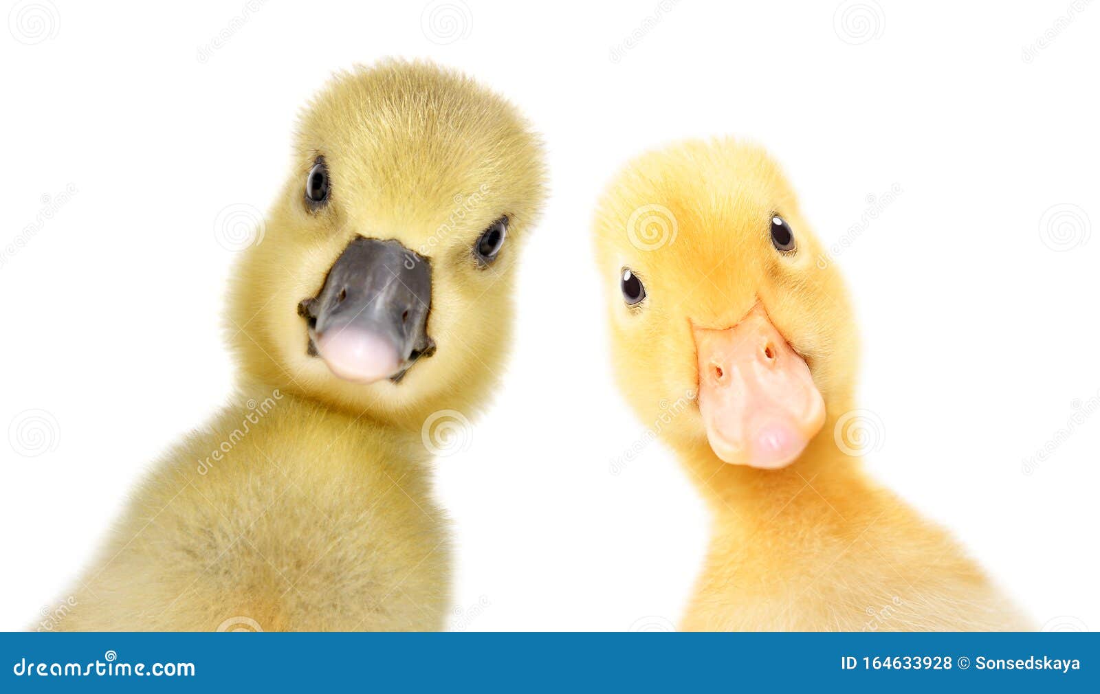portrait of a curious gosling and duckling