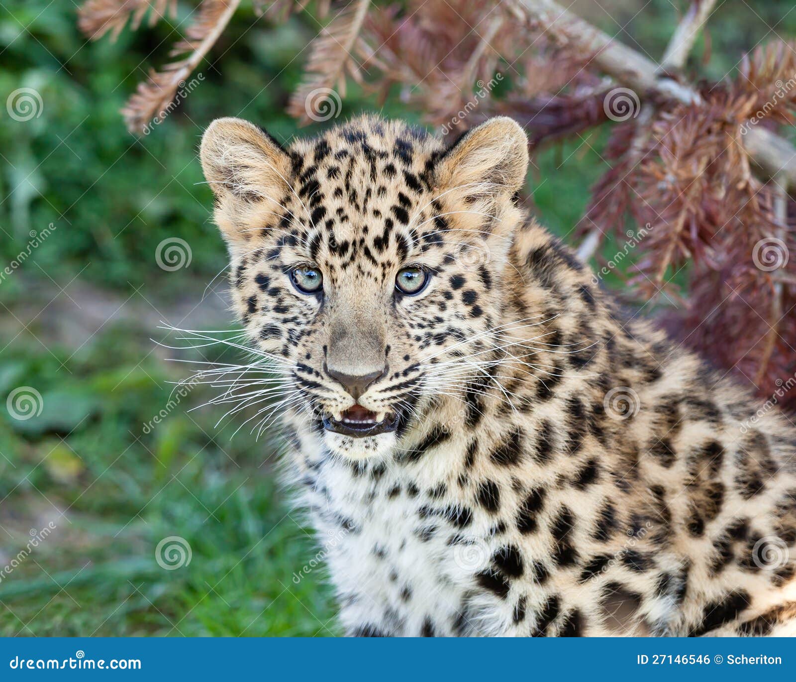 Portrait Of Cute Baby Amur Leopard Cub Stock Photo - Image: 27146546