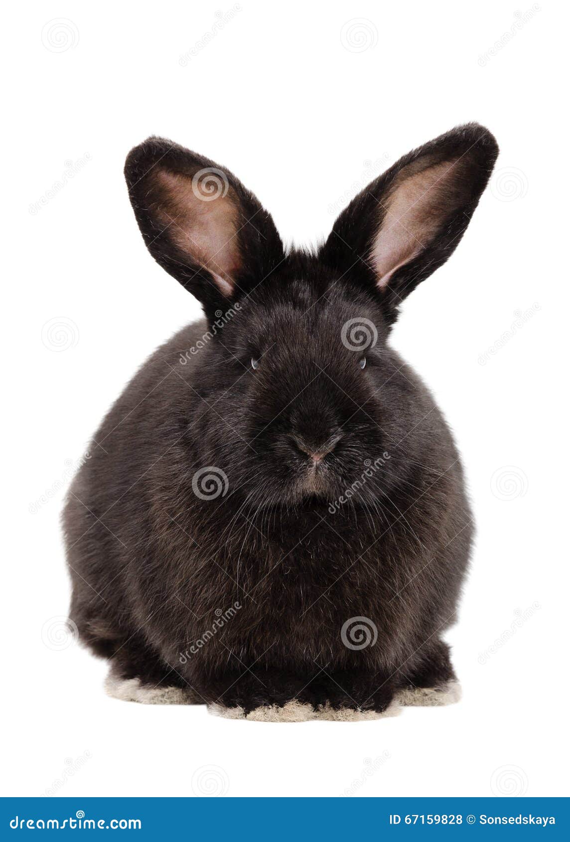Portrait of a Cute Black Rabbit Stock Photo Image of happy, closeup