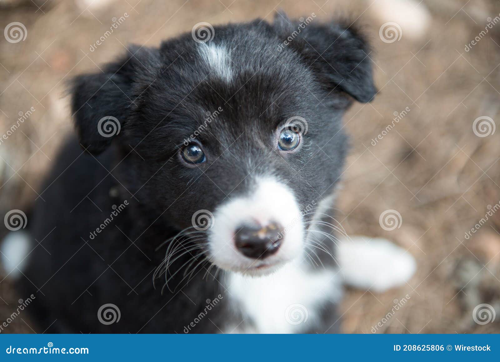 Portrait of a Cute Blue-eyed Border Collie Puppy Stock Photo - Image of ...
