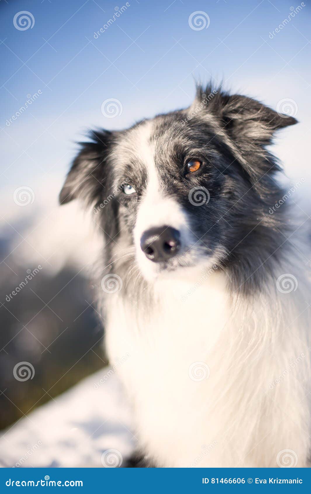 Portrait Of Cute Border Collie Stock Photo Image Of Canine Brown