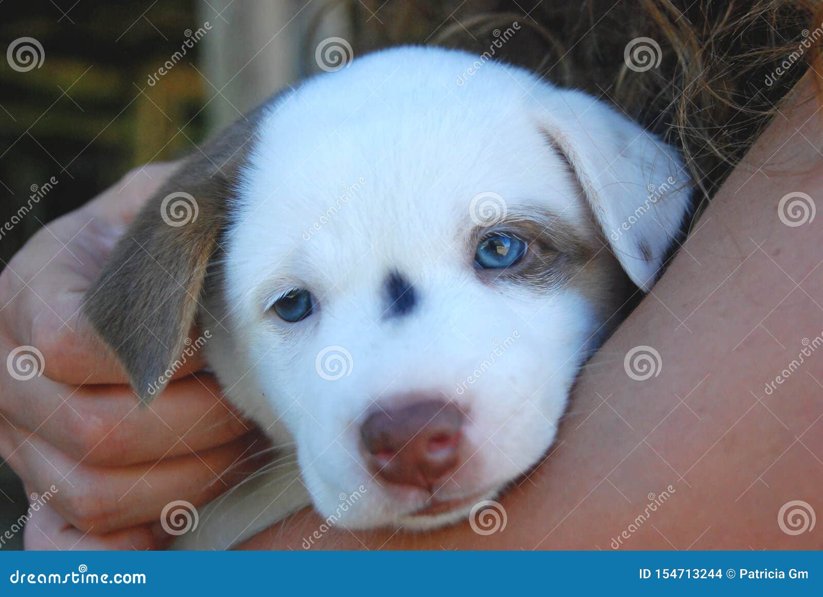 Portrait of a Cute Brown and White Baby Dog Puppy Whit Blue Eyes ...