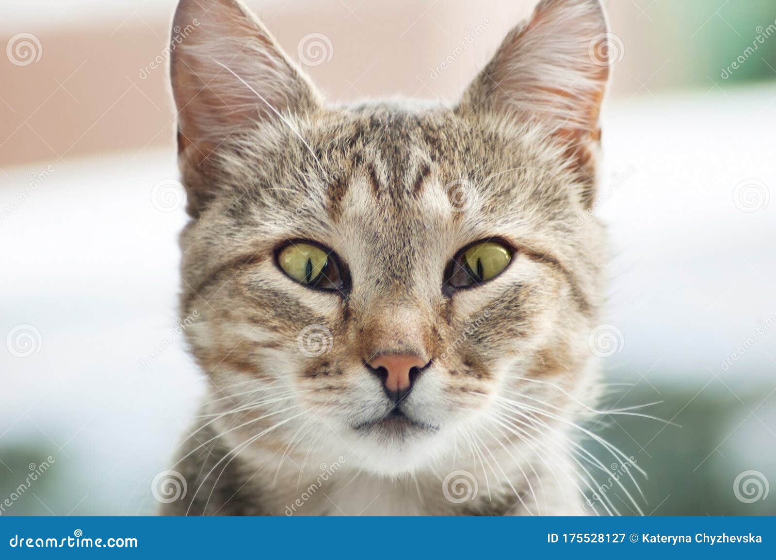 cute cat with third eyelid desease protrusion of nictitating membrane
