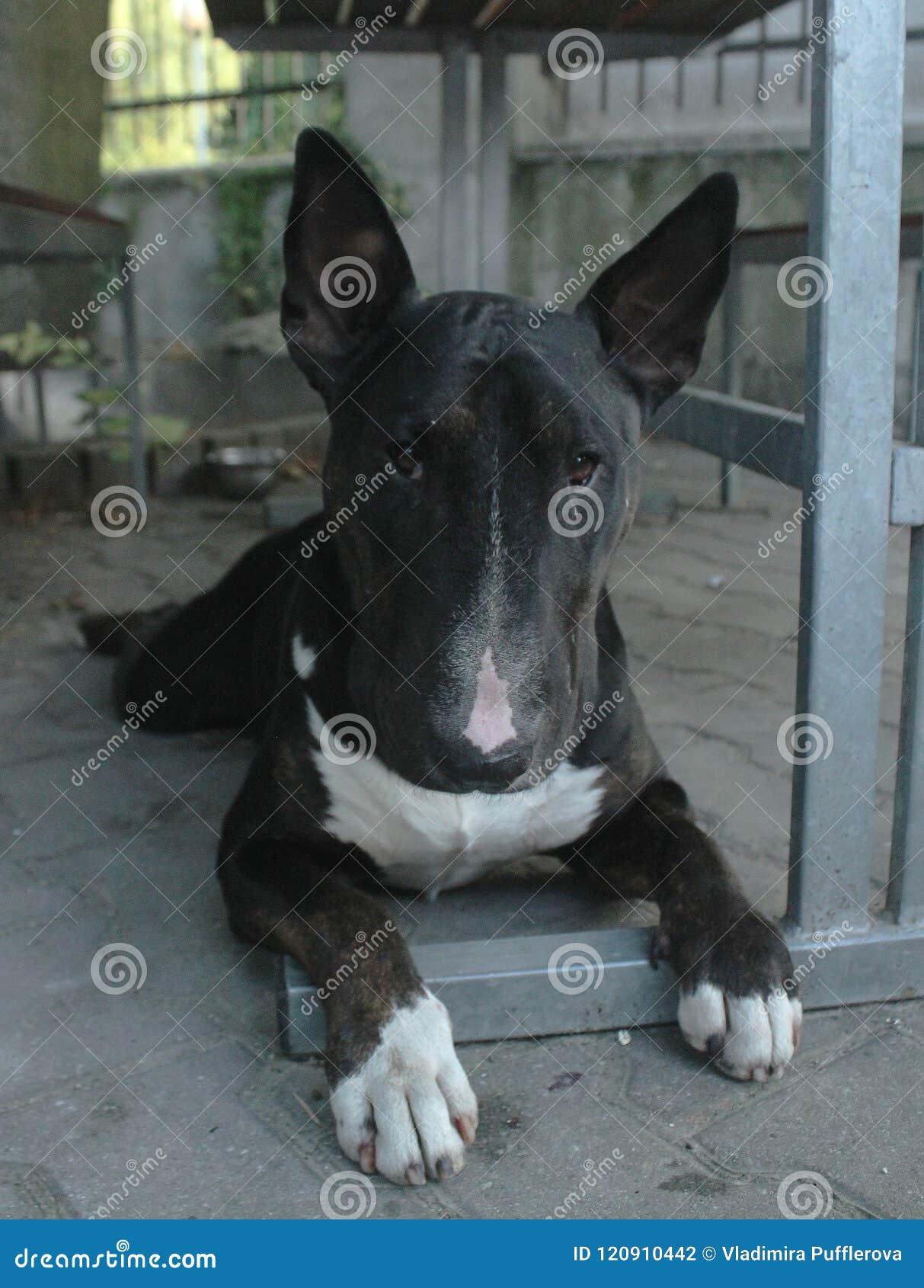 black english bull terrier