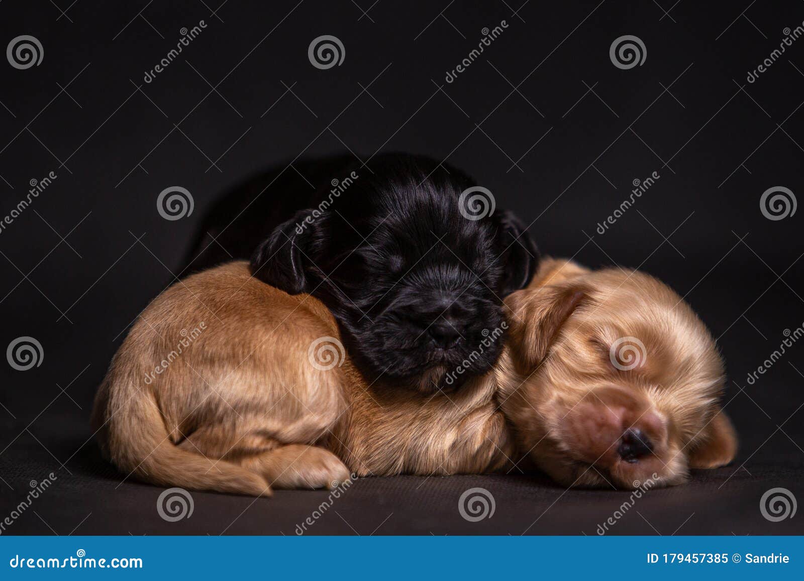 labrador cocker spaniel puppies