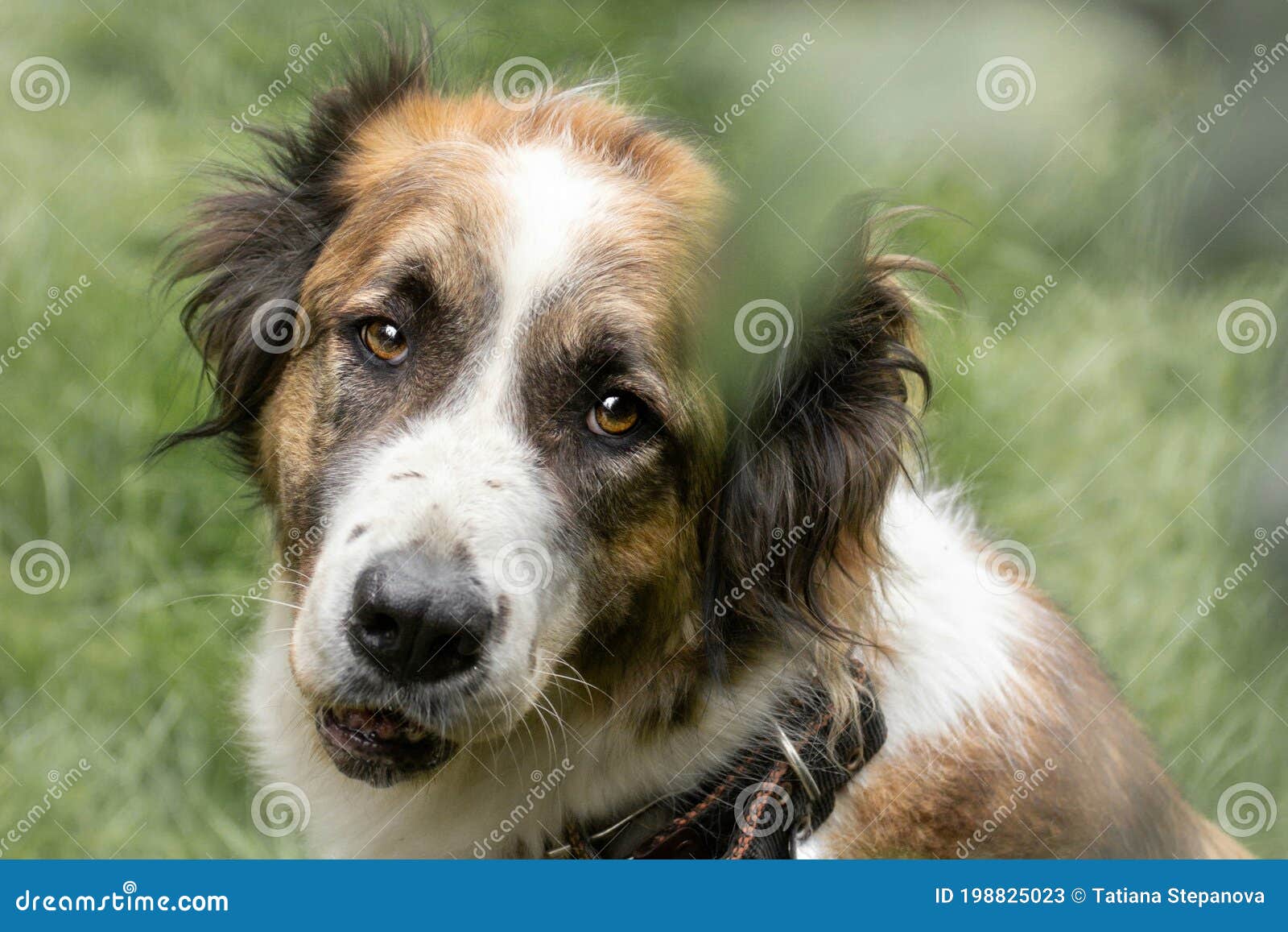 Portrait of a Cute Ginger Fluffy Dog Stock Image Image of carnivore, portrait 198825023