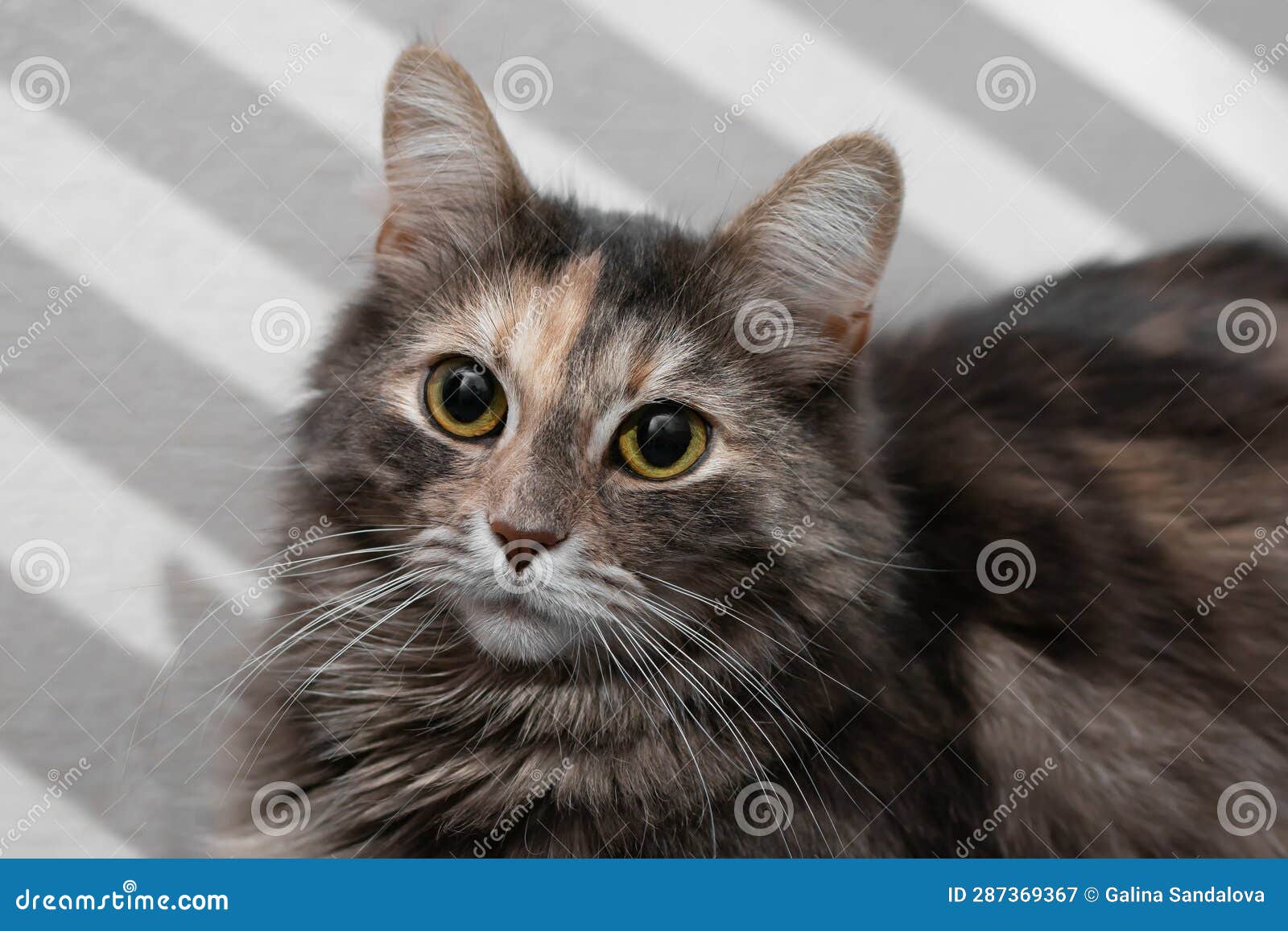 Portrait Cute Gray Cat with Green Eyes, Using Gobo Mask Stock Image