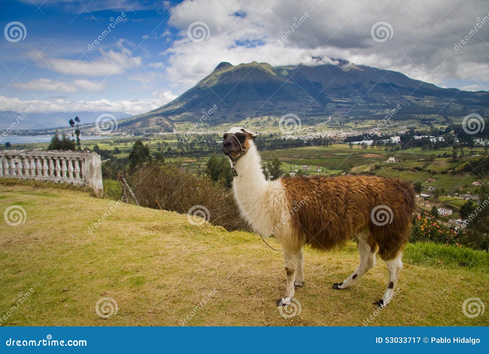 Portrait Of Cute Llama In San Pablo Lake Imbabura Stock Image