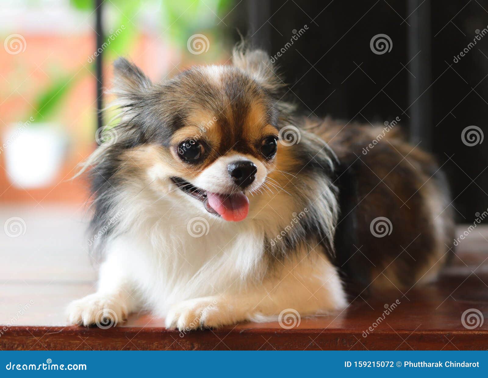 Portrait of Cute Long Hair with Black White and Brown Color Sitting on the  Wooden Garden Bench Stock Photo - Image of garden, dogs: 159215072