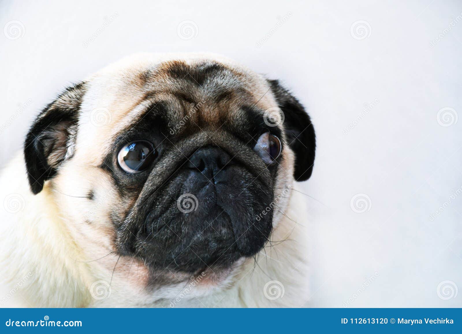 Portrait of a Cute Pug Dog with Big Sad Eyes and a Questioning ...