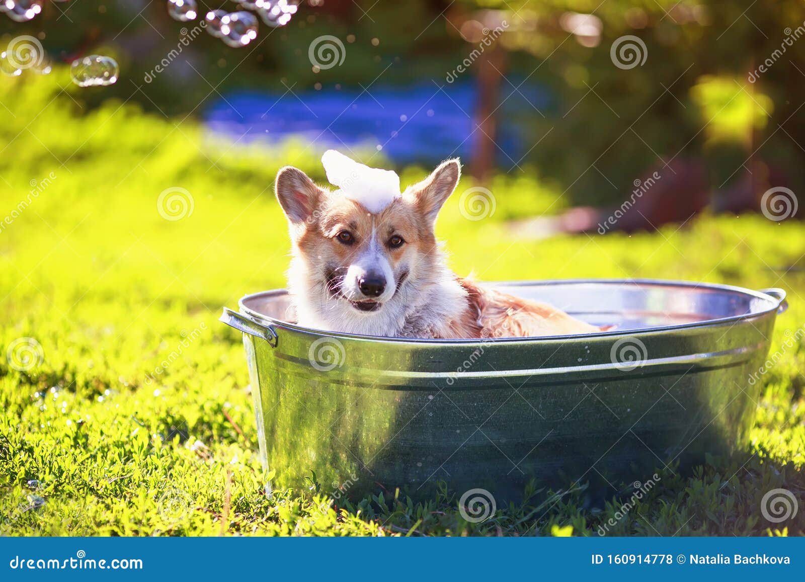 Portrait of a Cute Puppy Dog Red Corgi Washing in a Metal Trough ...