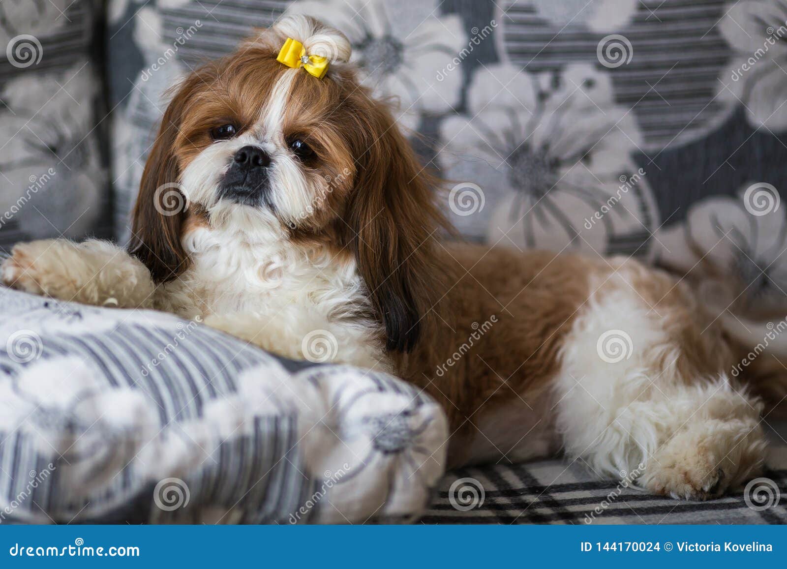 45+ Shih Tzu Cutest Puppy