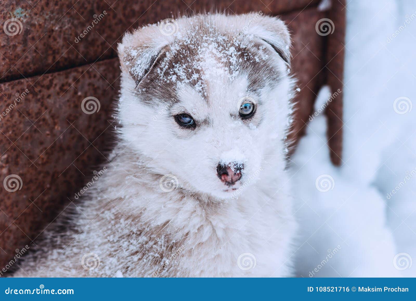 Portrait of a Cute Puppy of a Husky, Funny Dog with Snow on the ...