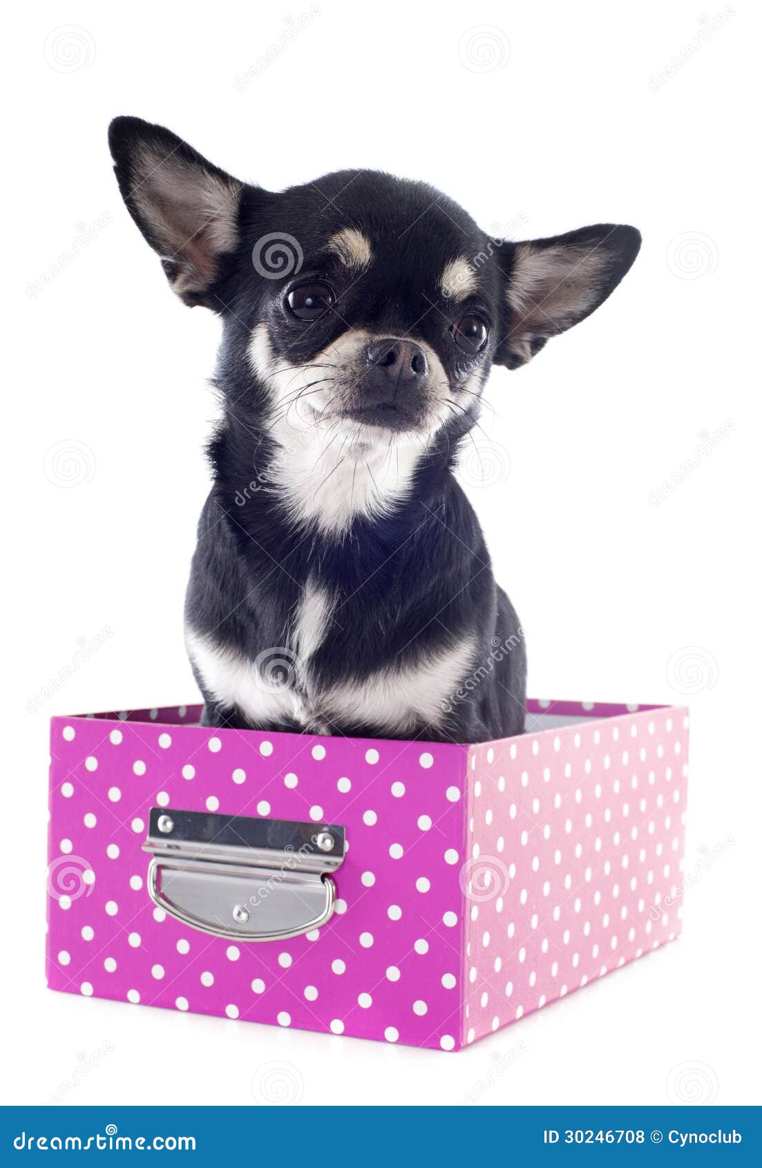 Chihuahua in box stock photo. Image of gift, cute, puppy 30246708