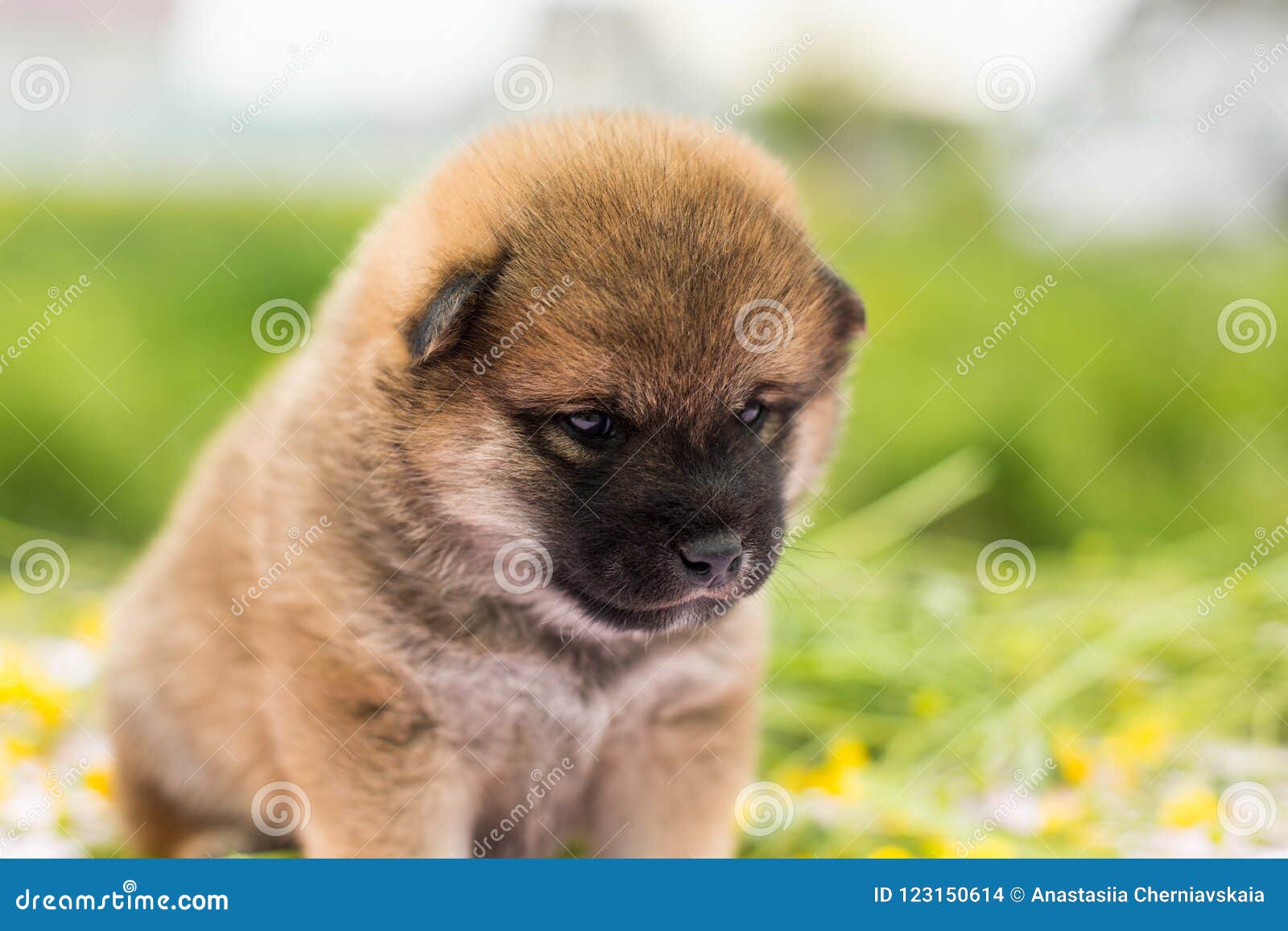 Portrait Of Cute Two Weeks Old Shiba Inu Puppy Sitting On The Table In The Buttercup Meadow Stock Photo Image Of Mammal Summer