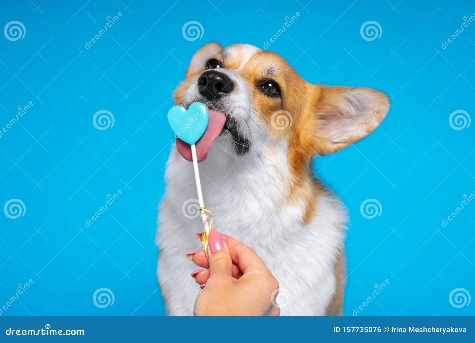 Portrait Of Cute Redhead Puppy Dog Licks His Long