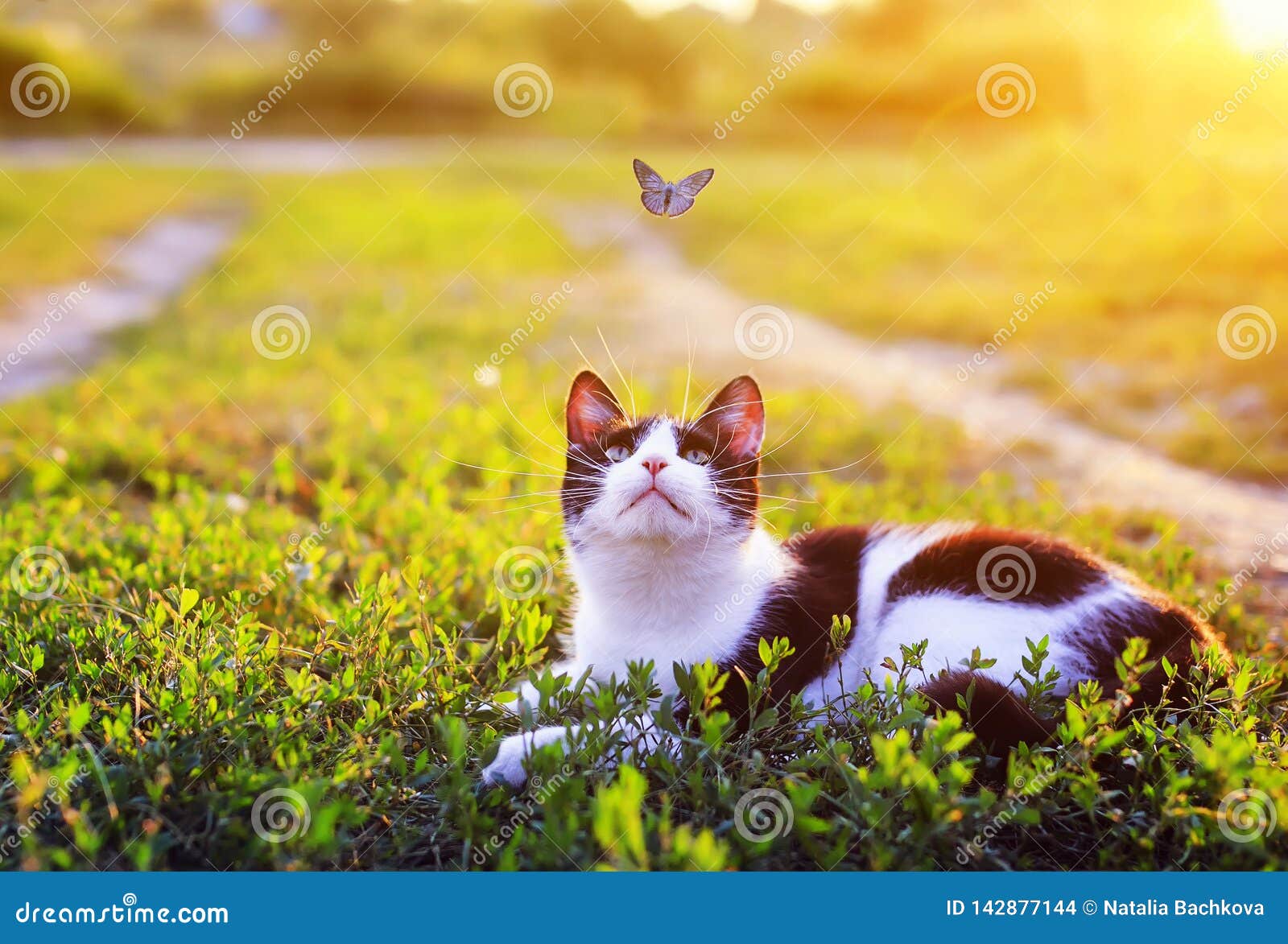 38+ Thousand Cute Blue Butterfly Color Royalty-Free Images, Stock