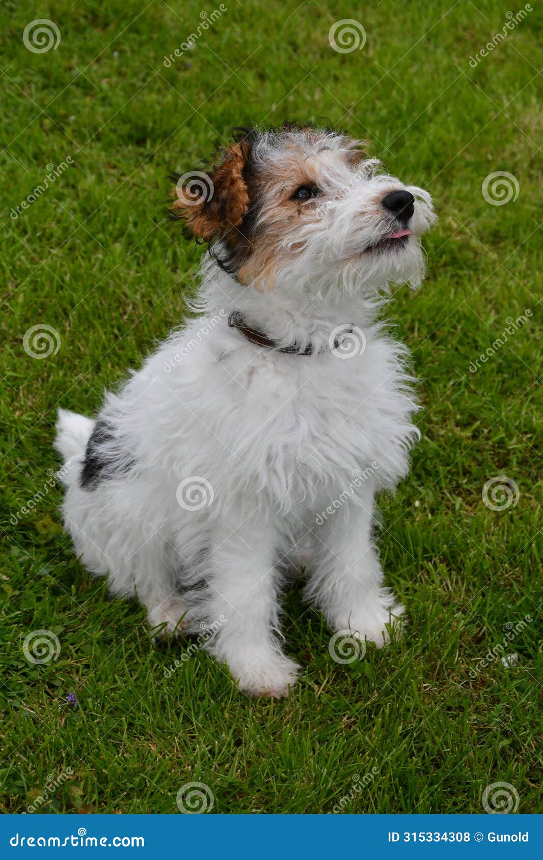 young fox terrier sits in the meadow