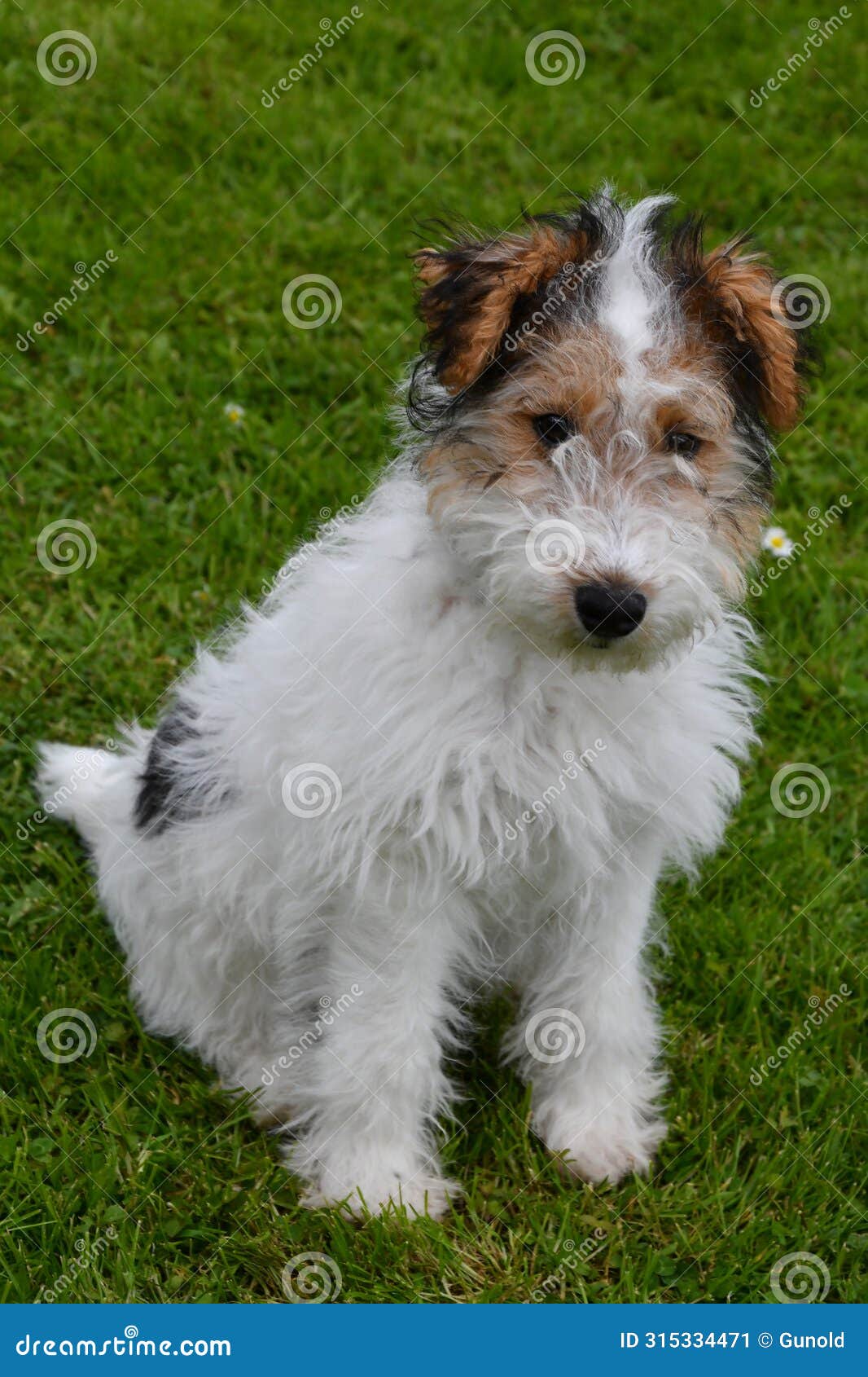 young fox terrier sits in the meadow