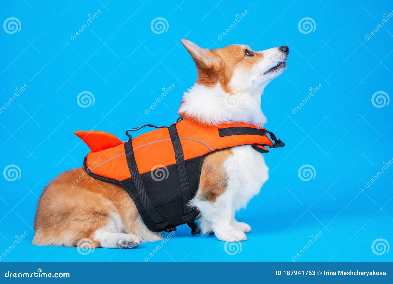 corgi life jacket