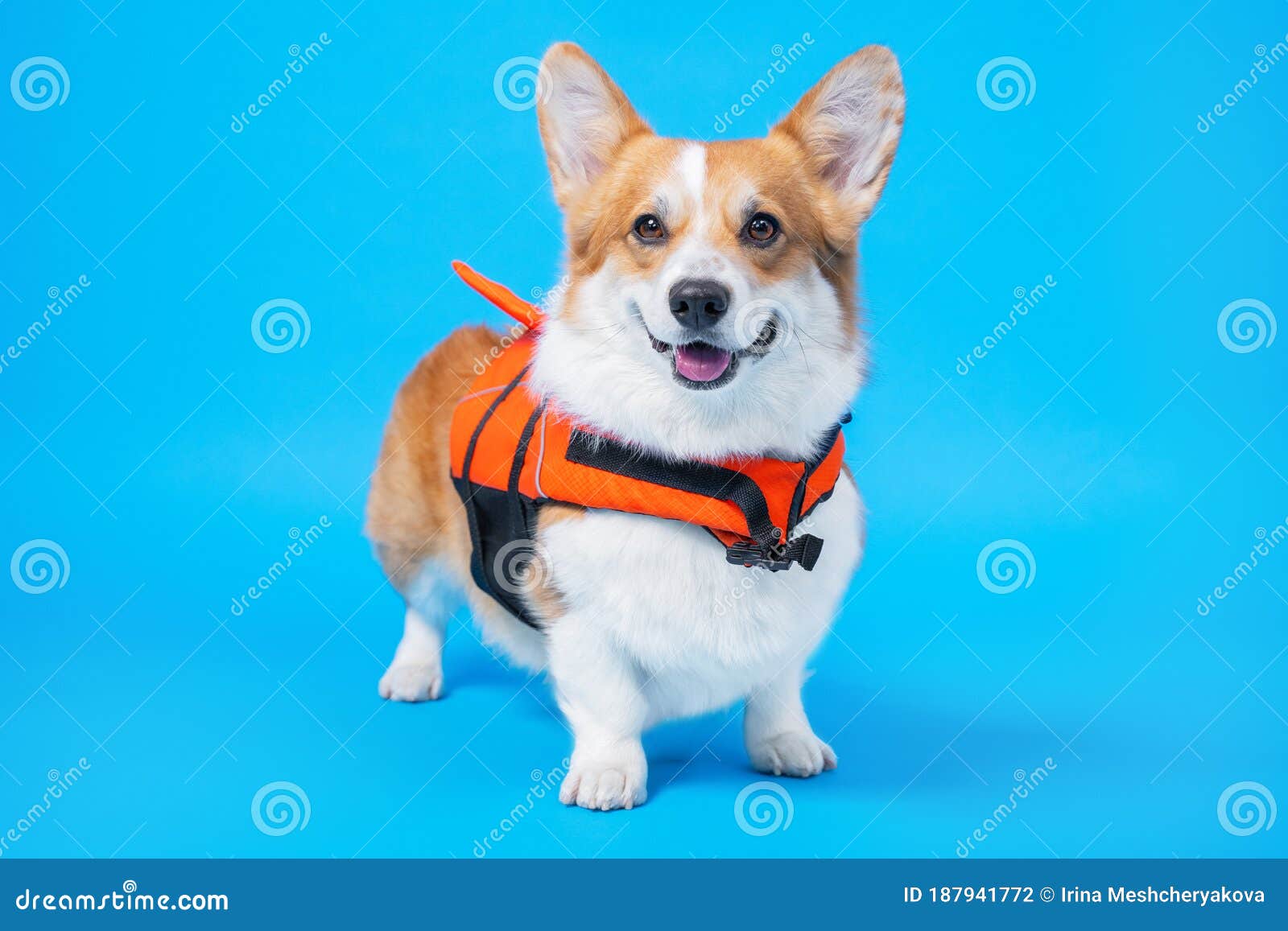 corgi life jacket