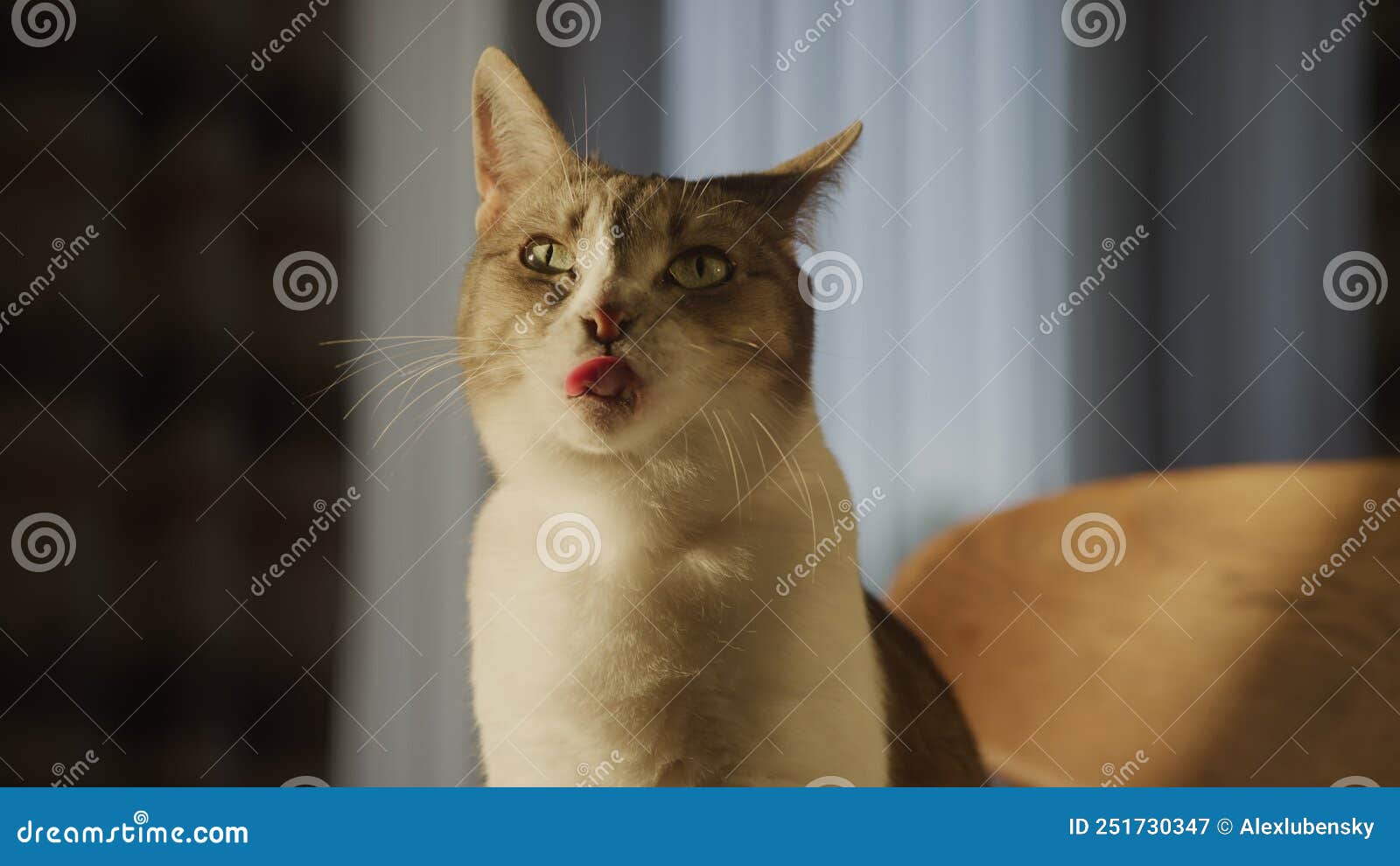 Portrait Of A Cute White Domestic Cat Licking Up Her Face With A Tongue Stock Video Video Of 