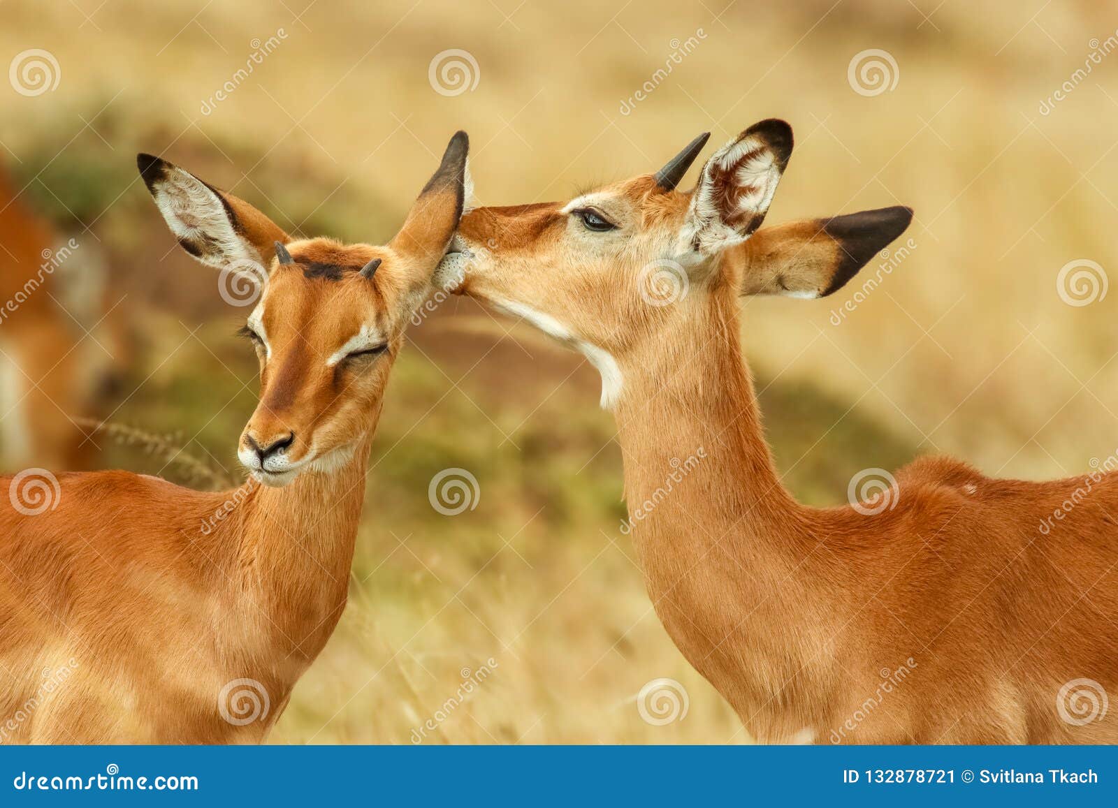 whisperers ;- a close-up of two impala from kenya.