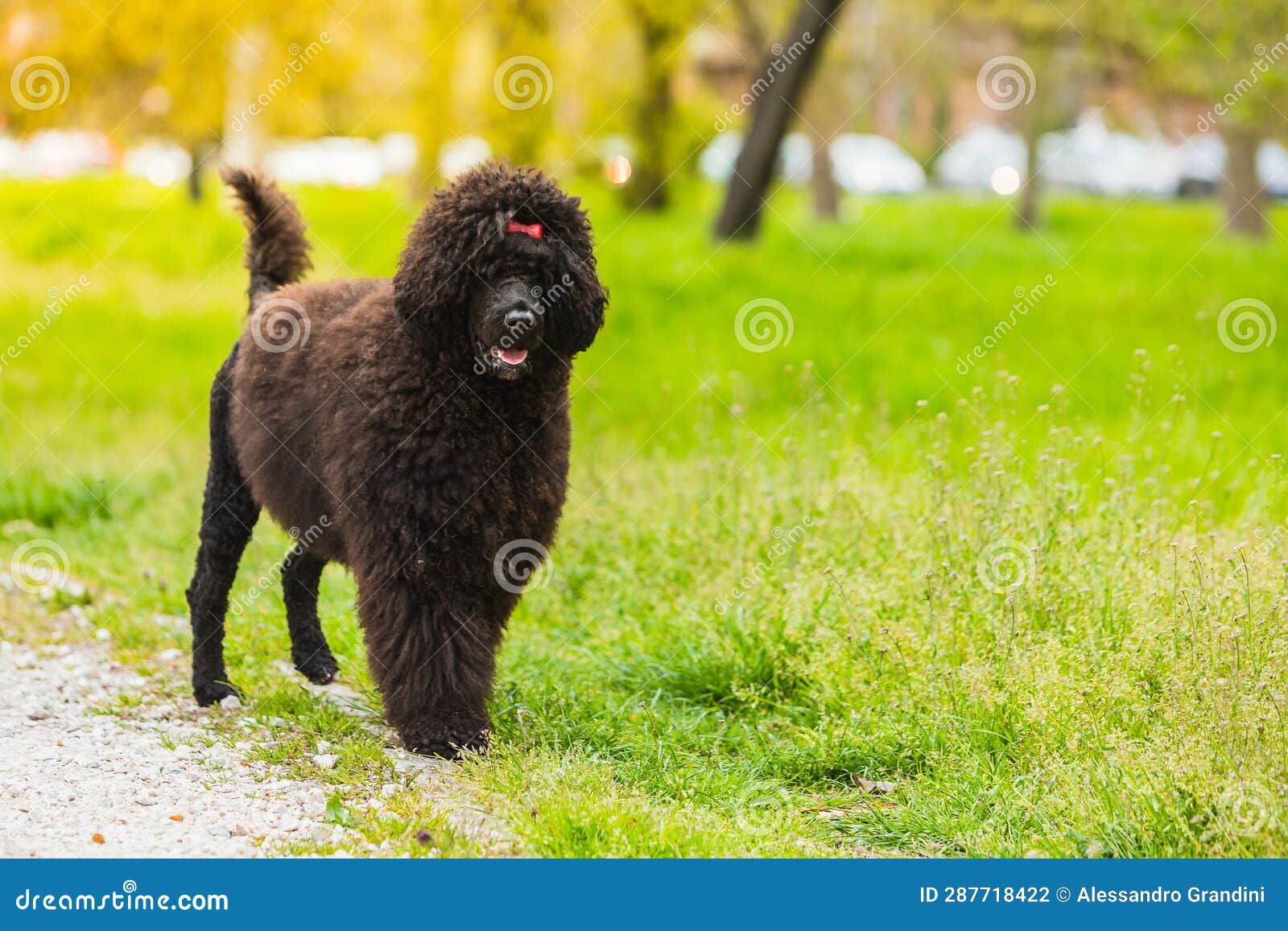 portrait of cÃÂ£o de ÃÂ¡gua portuguÃÂªs, black curly-coated dog outdoors