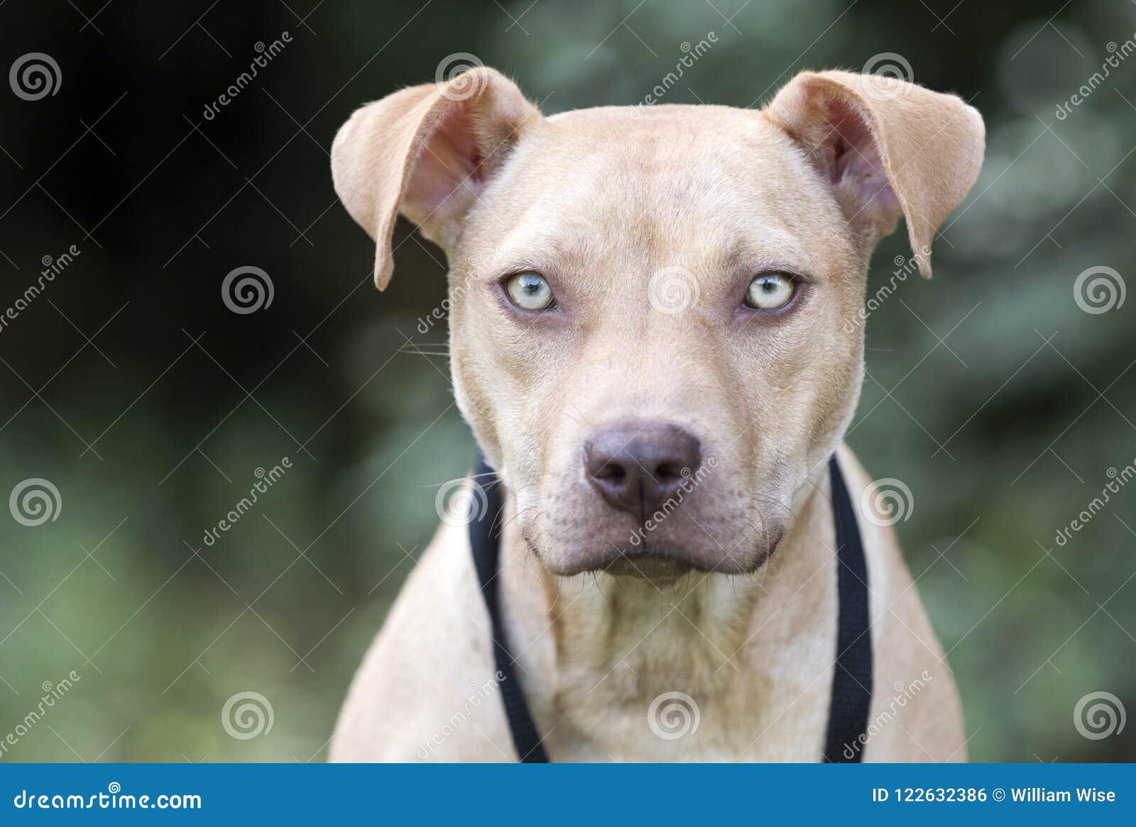 Portrait D Adoption De Chiot De Pitbull Photo Stock Image Du Pose Comte