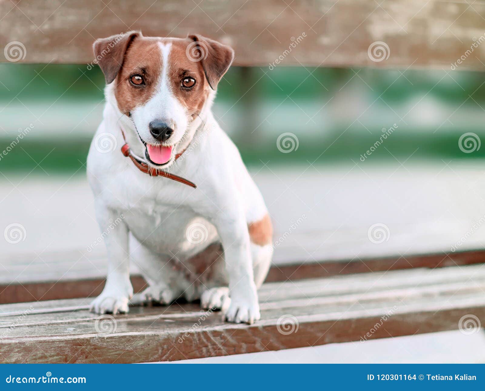 Portrait Davant Du Petit Terrier Blanc Et Brun Mignon De