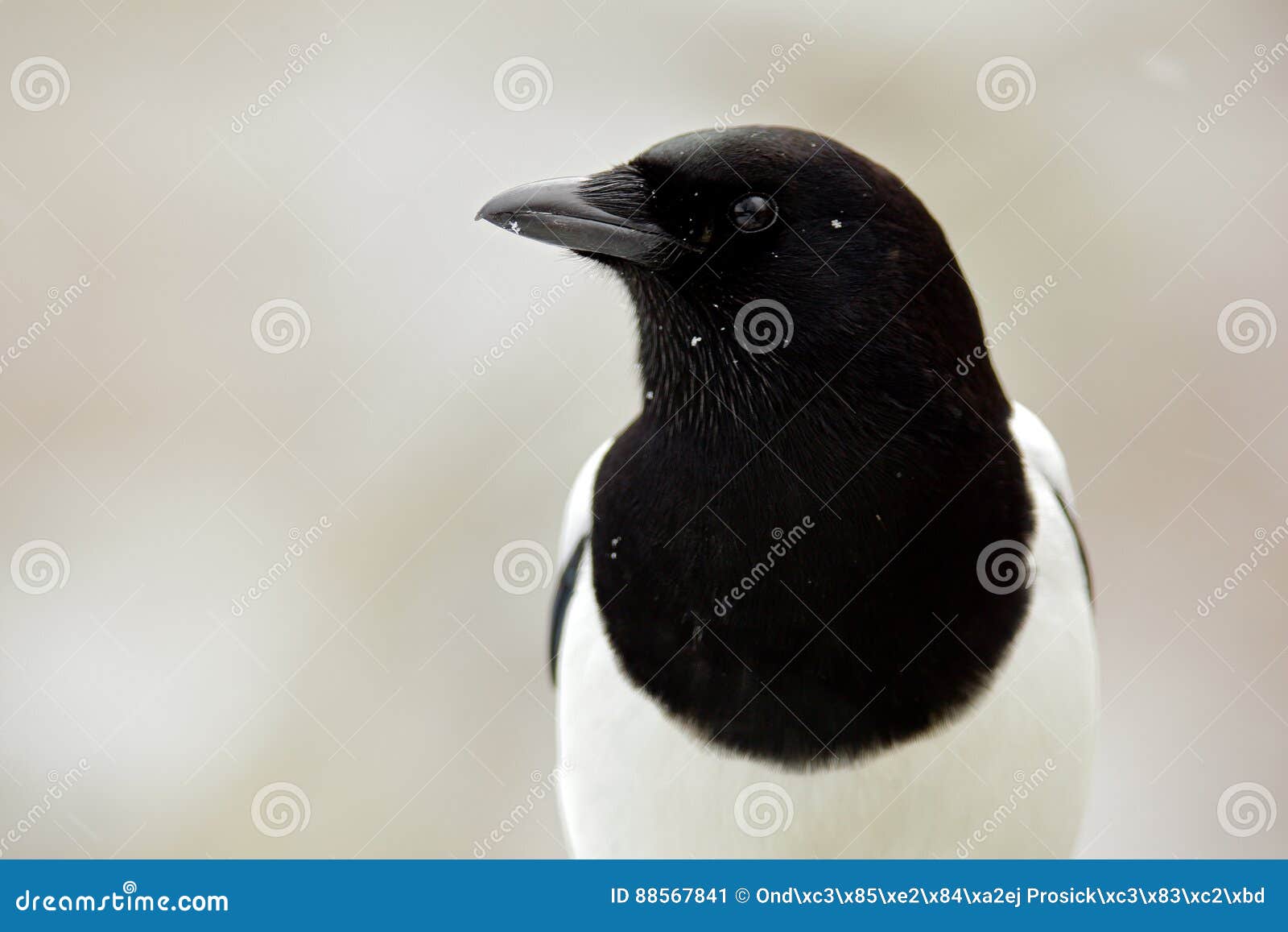 Portrait Dhiver De Détail Doiseau Noir Et Blanc Pie
