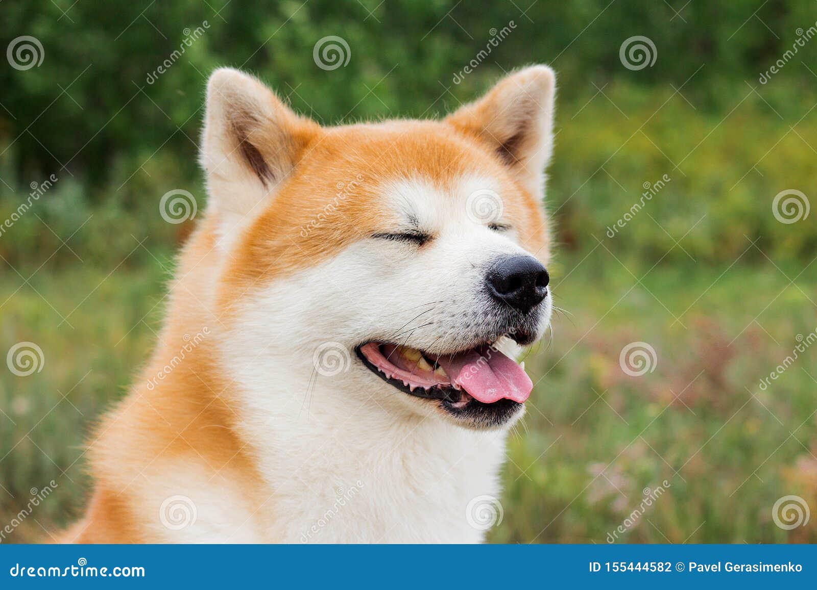 Portrait Dinu Japonais Dakita De Chien De Pur Sang Photo