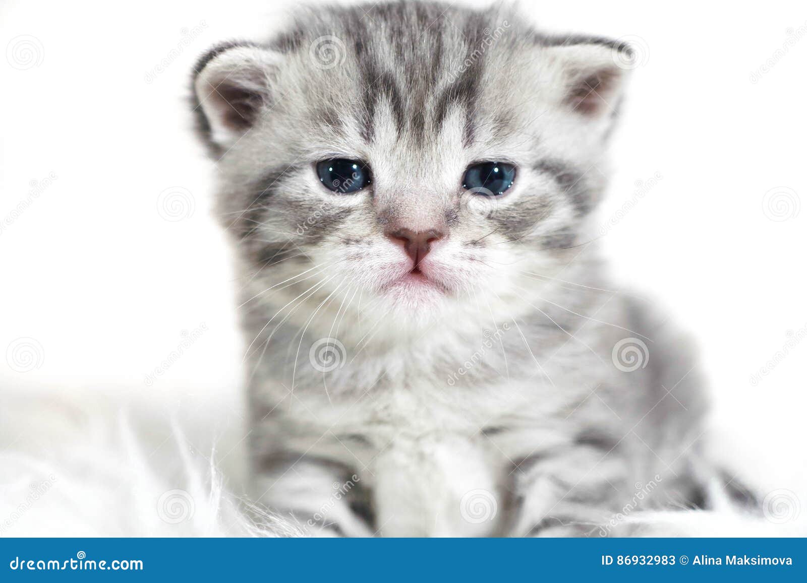 Portrait D Un Beau Chaton De Bebe Avec Des Yeux Bleus Image Stock Image Du Avec Yeux Portrait D Un Beau Chaton De Bebe Avec Des Yeux Bleus Image Stock Image Du Avec Yeux