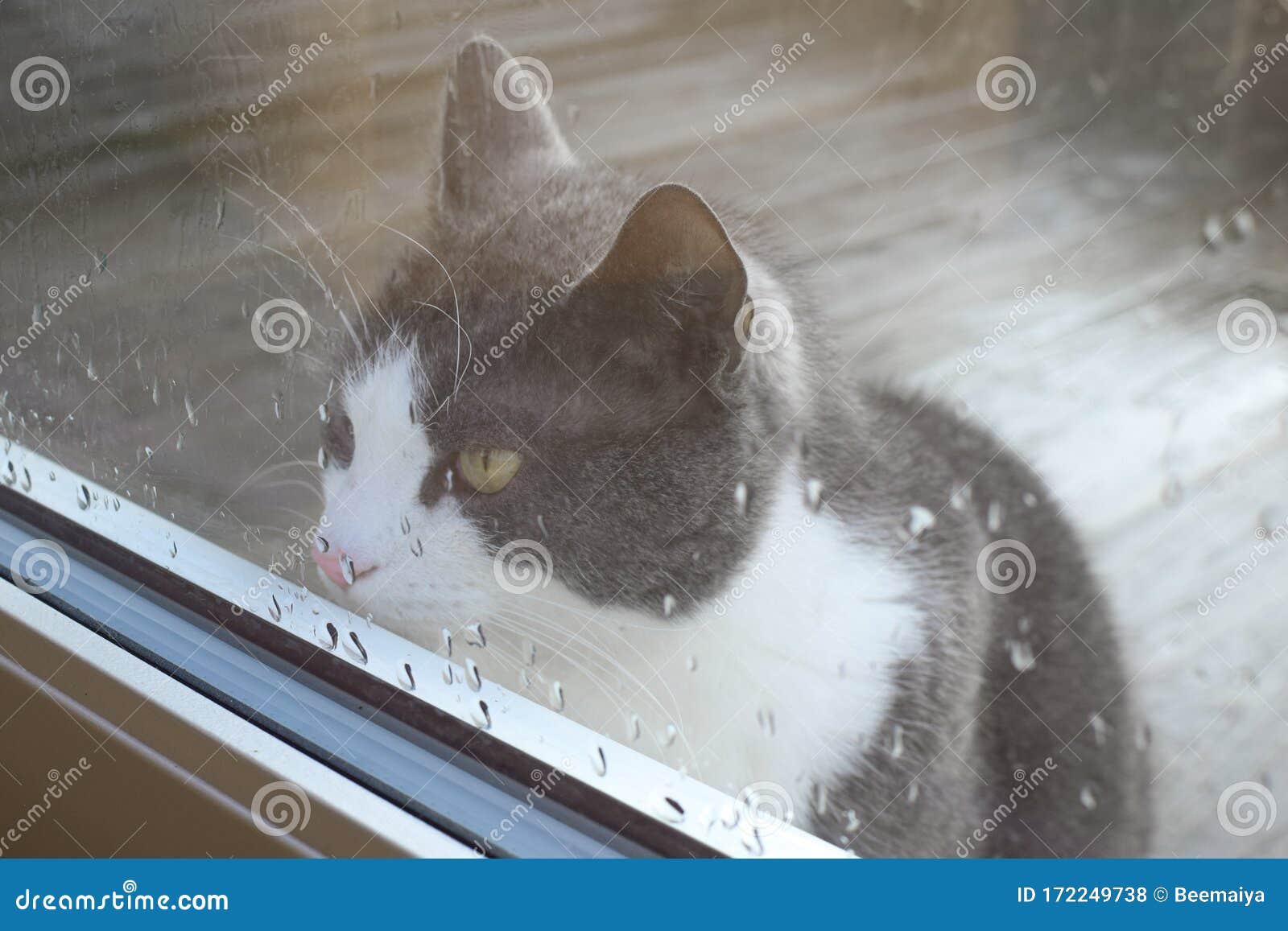 4 477 Chat Sous La Pluie Photos Libres De Droits Et Gratuites De Dreamstime 4 477 Chat Sous La Pluie Photos Libres De Droits Et Gratuites De Dreamstime