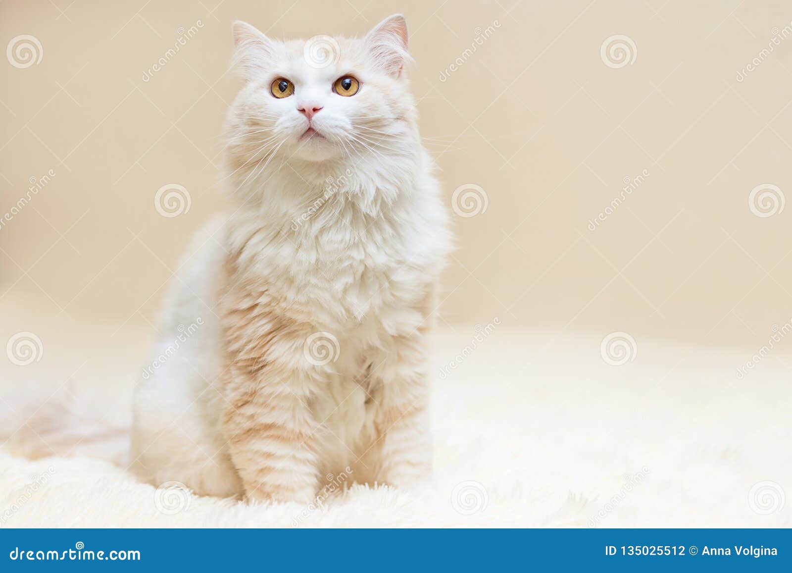 Portrait Dun Chat Angora Turc Blanc Photo Stock Image Du