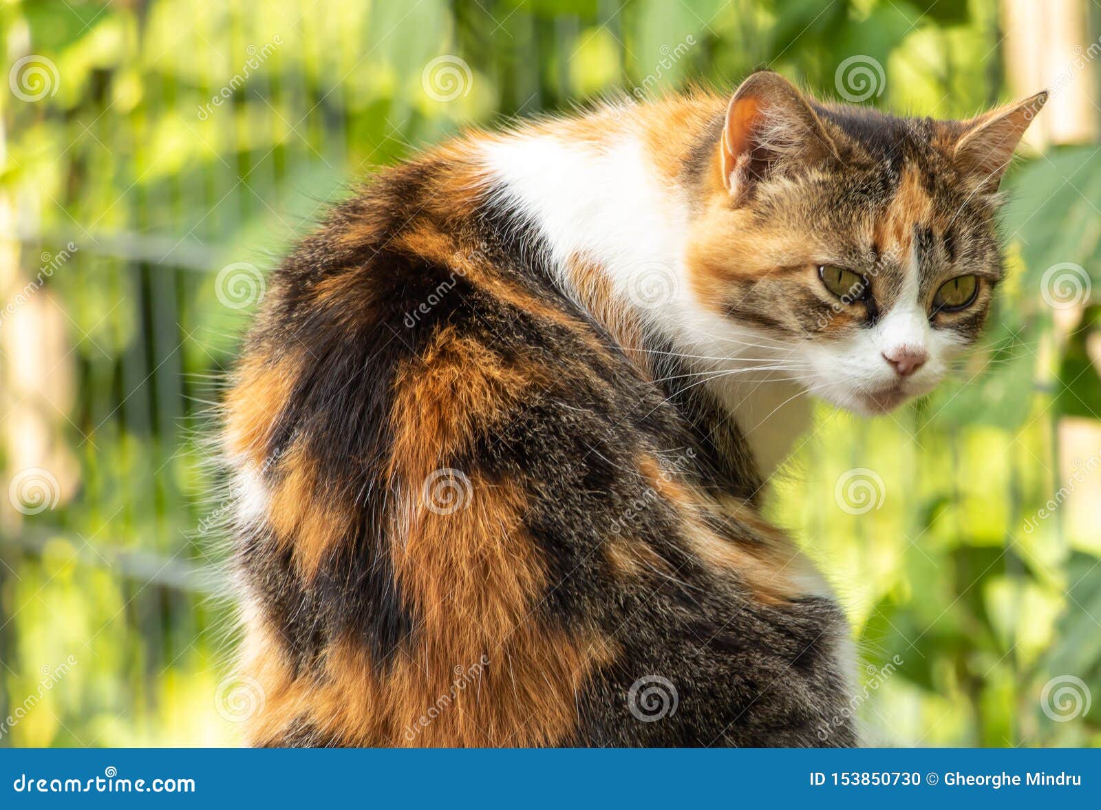Chat De 3 Couleurs Photos Libres De Droits Et Gratuites De Dreamstime Chat De 3 Couleurs Photos Libres De Droits Et Gratuites De Dreamstime