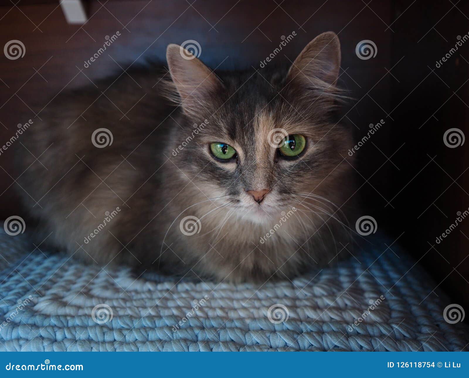 Portrait d'un chat gris avec les yeux verts se reposant sur un tabouret